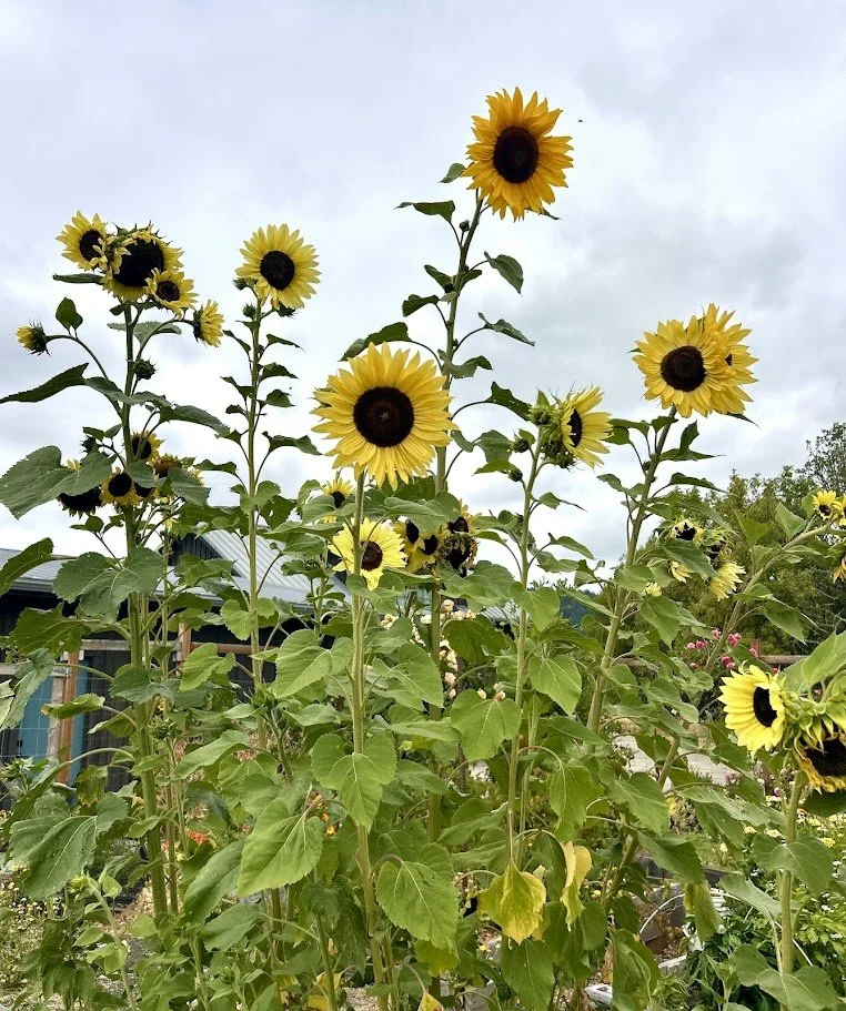 sunflower moonshine3.jpg