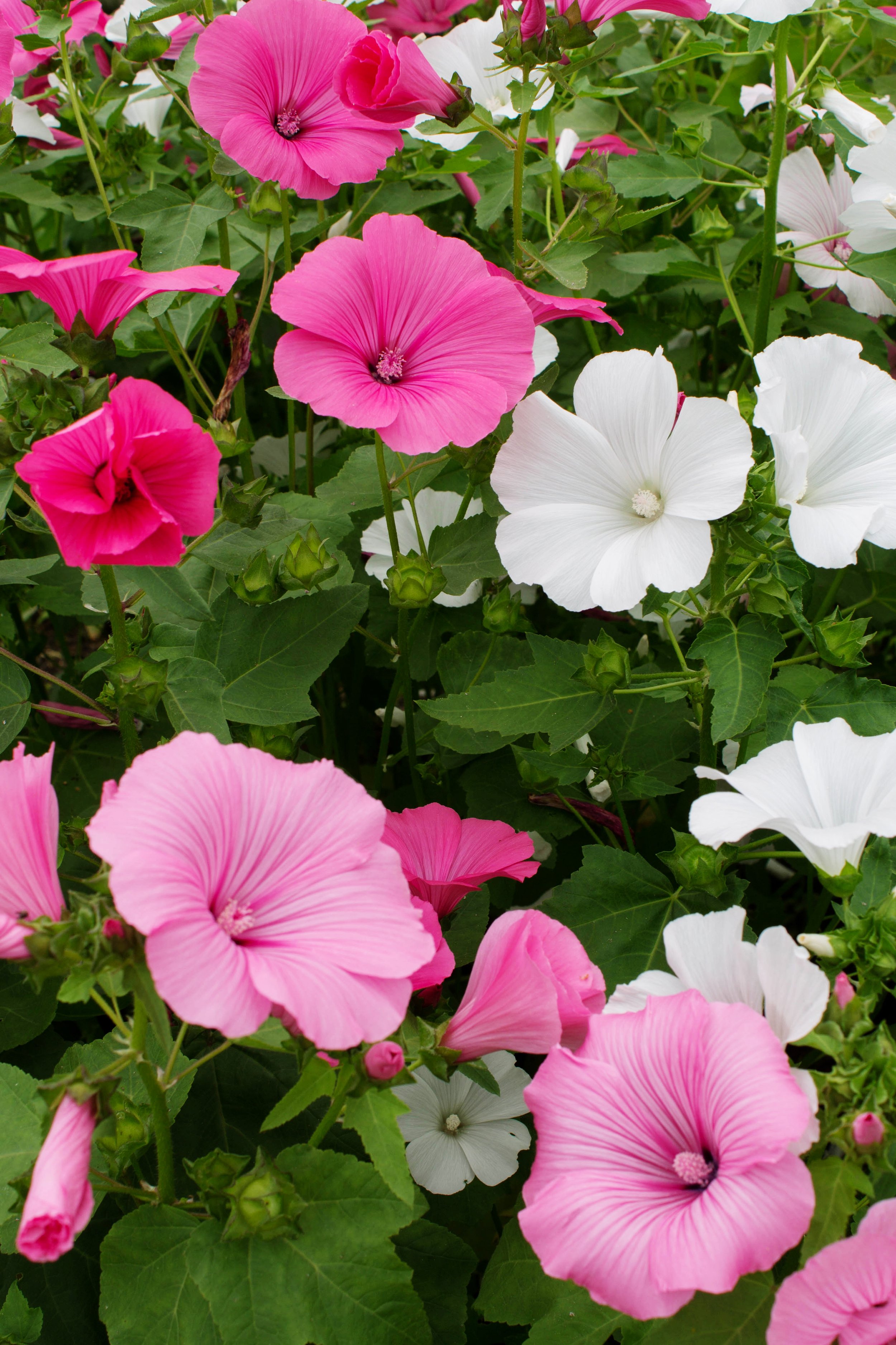 Tree Mallow Mix