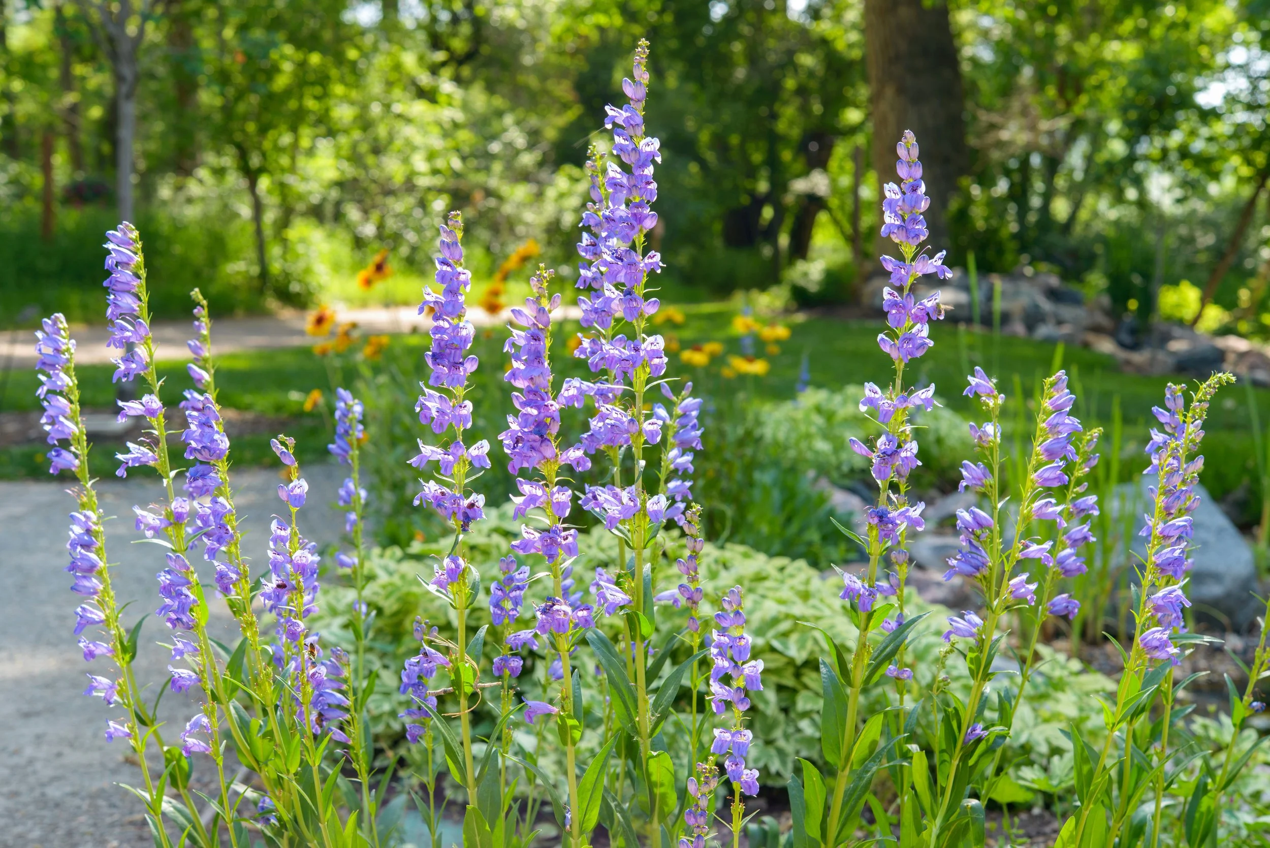 Rocky Mountain Penstemon