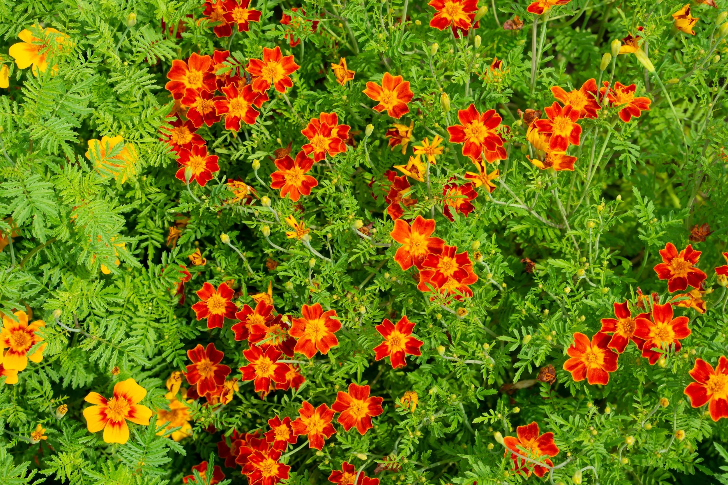 marigold signet3.jpg