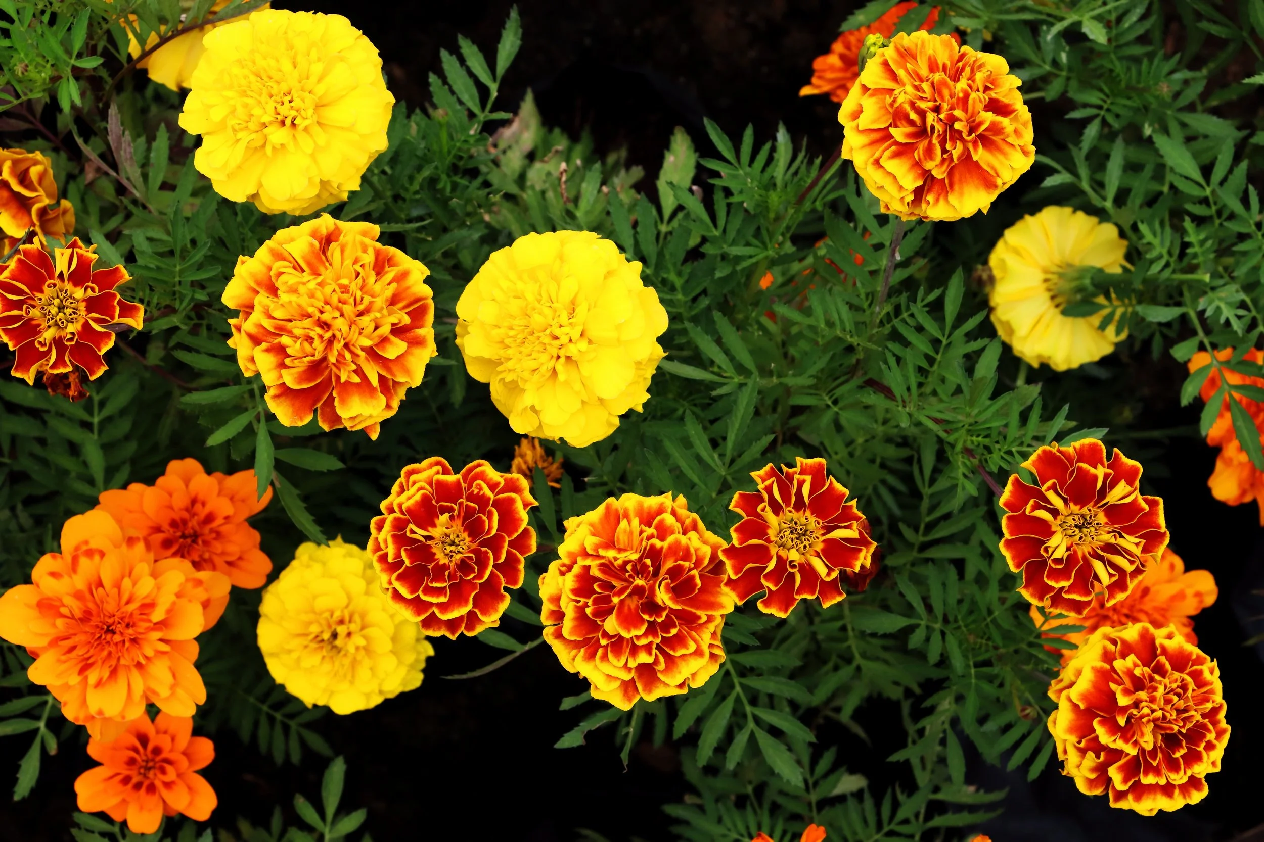 marigold sparky3.jpg