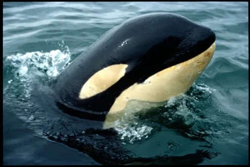 Orca Rescue! A True Story of Hope (private event)