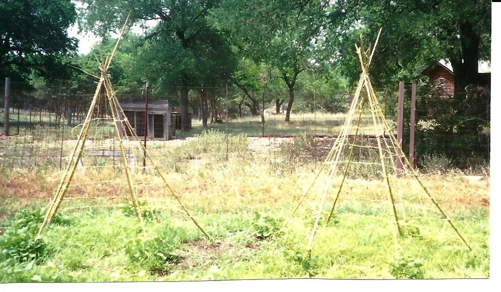 Bamboo Teepees