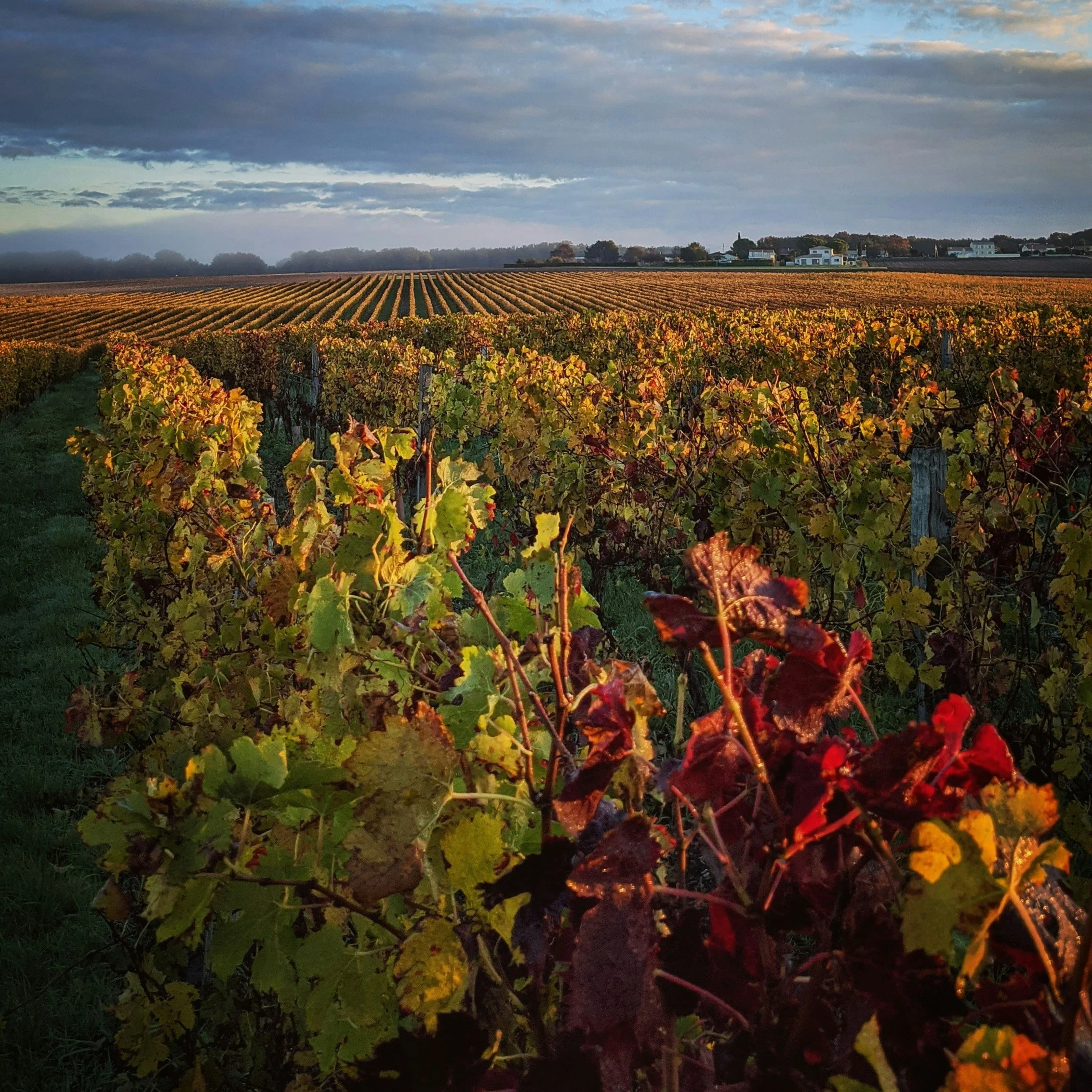 Wine Wednesday : Bordeaux