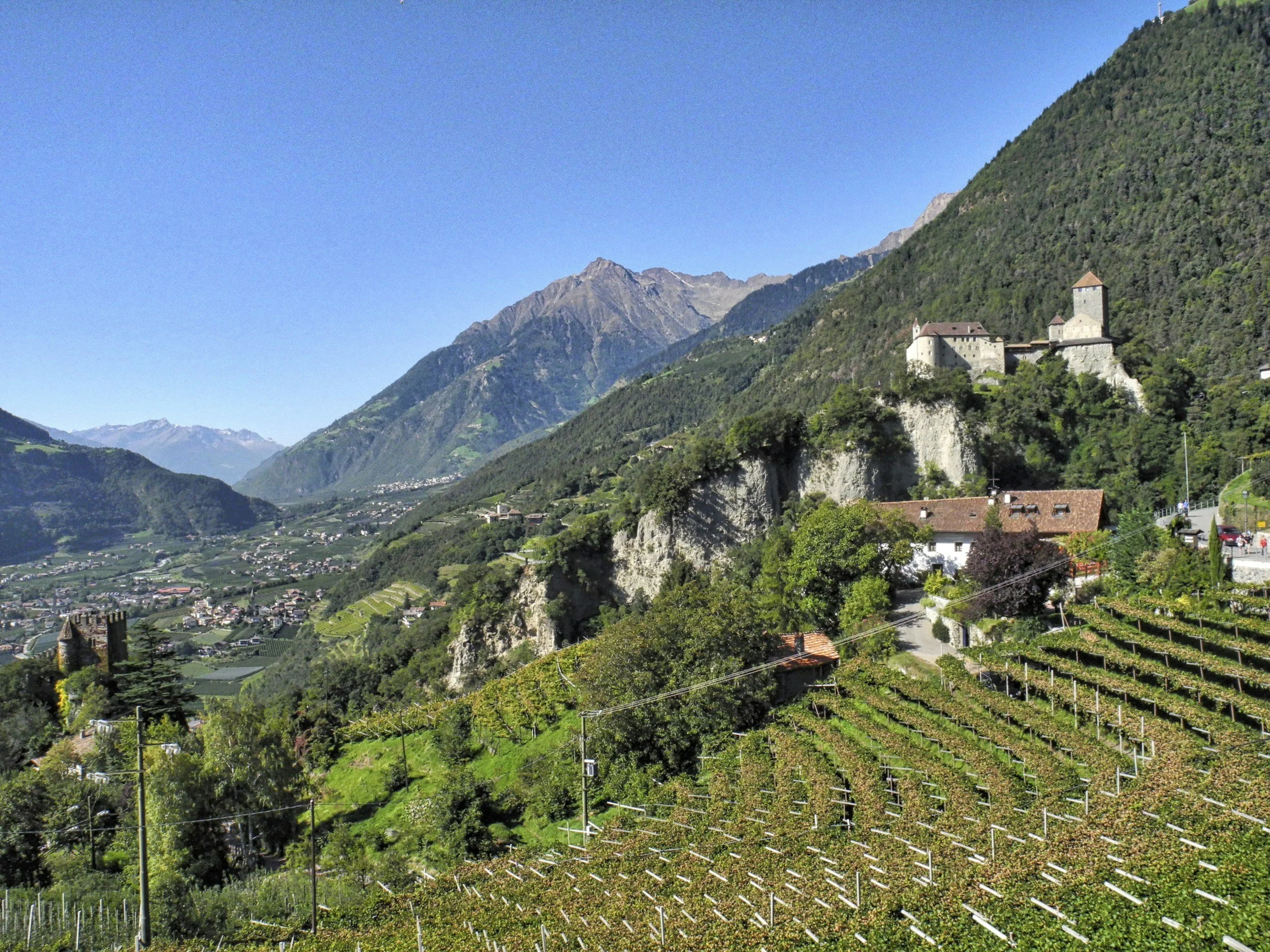 Wine Wednesday : Alpine Wine