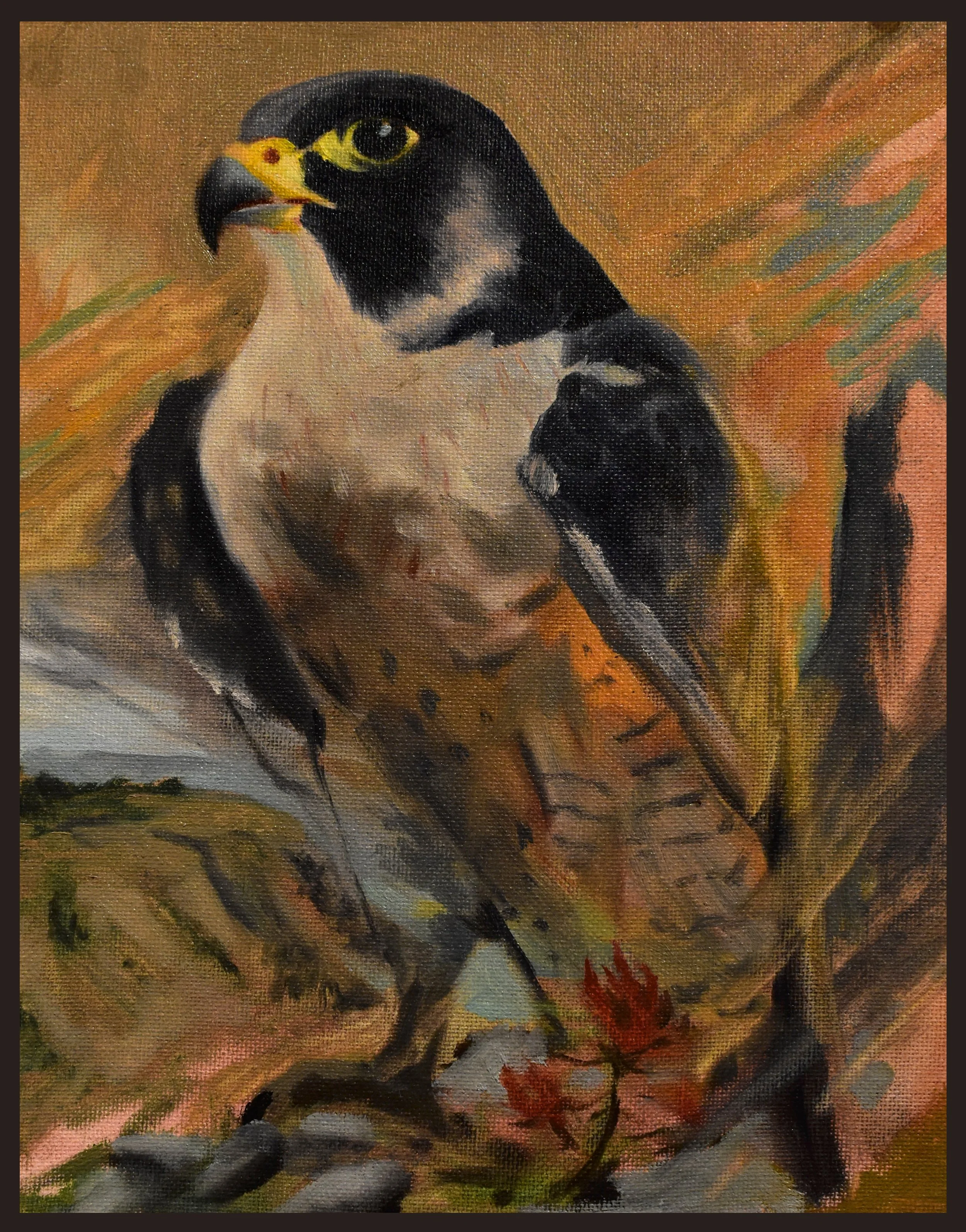 Peregrine Falcon.JPG