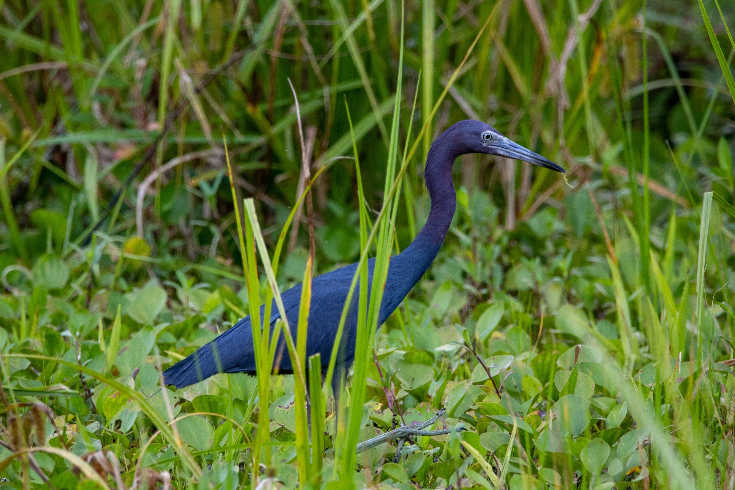 Field Trip: Sawgrass Lake Park