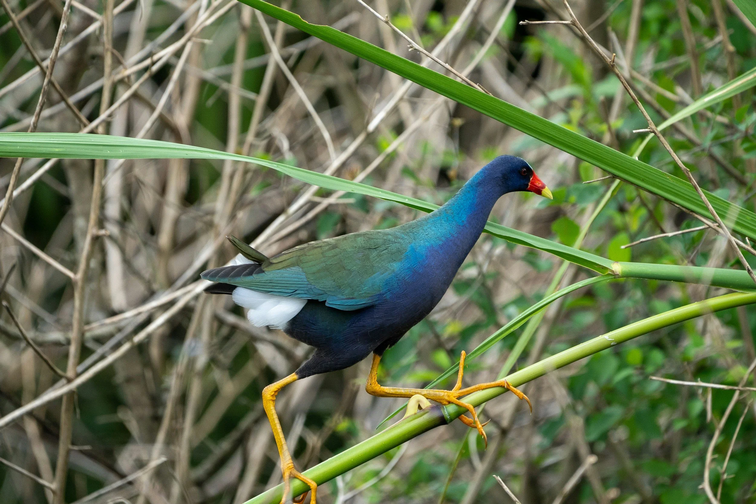 Field Trip: Roosevelt Wetland