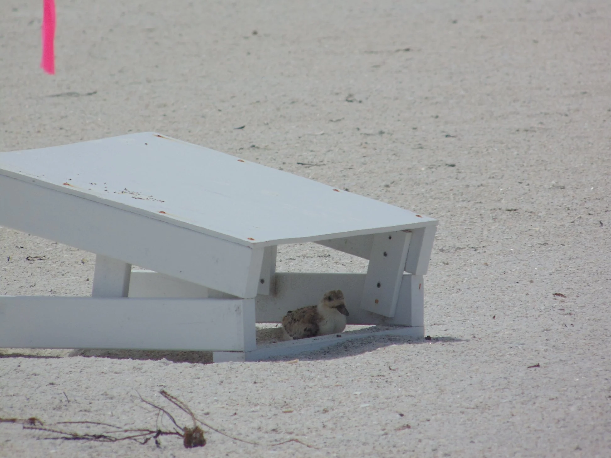 Program: Make & Repair Seabird Chick Shelters!