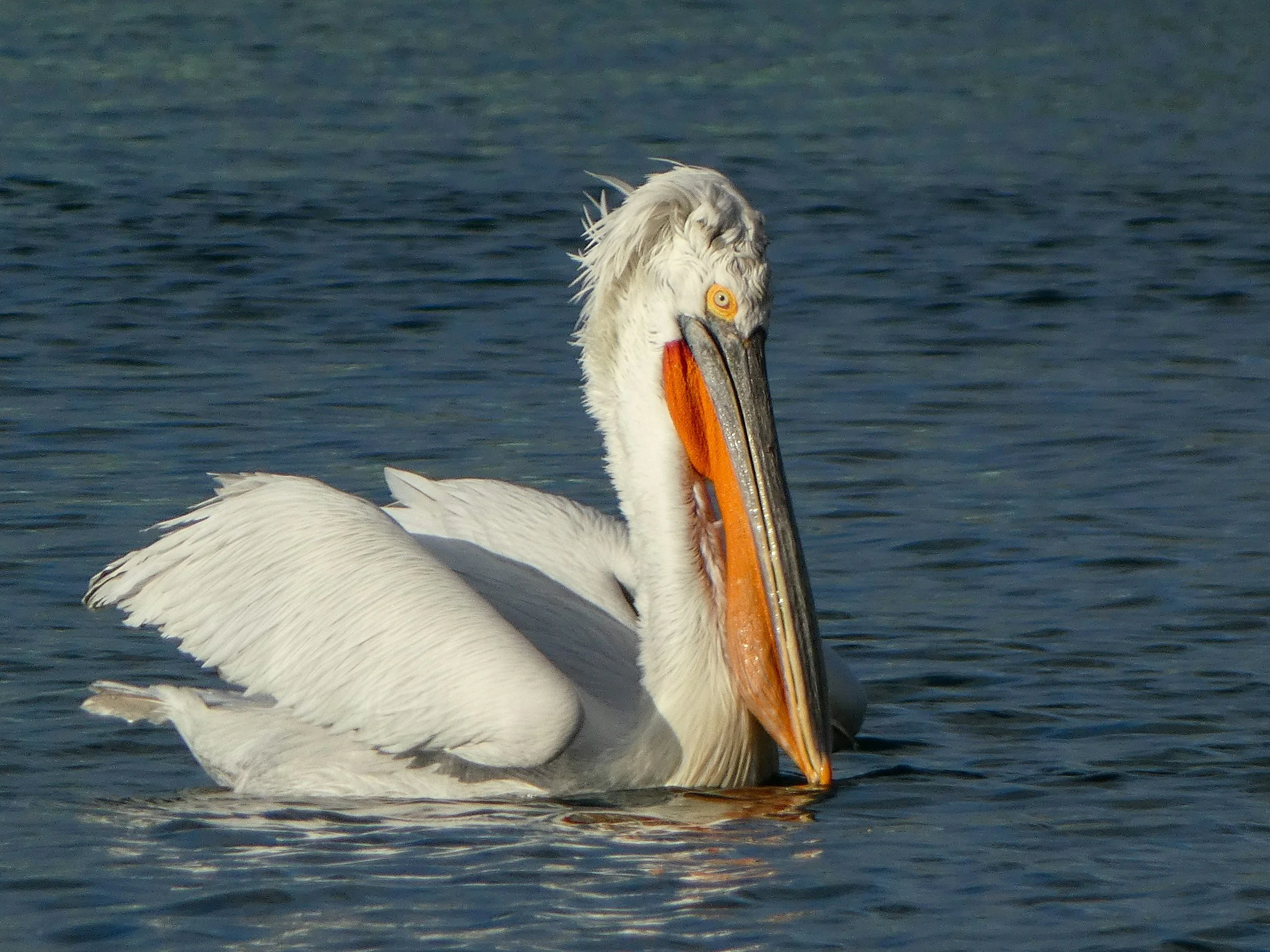 Field Trip: Ft. De Soto Park (Valentine's Special - White Pelicans)