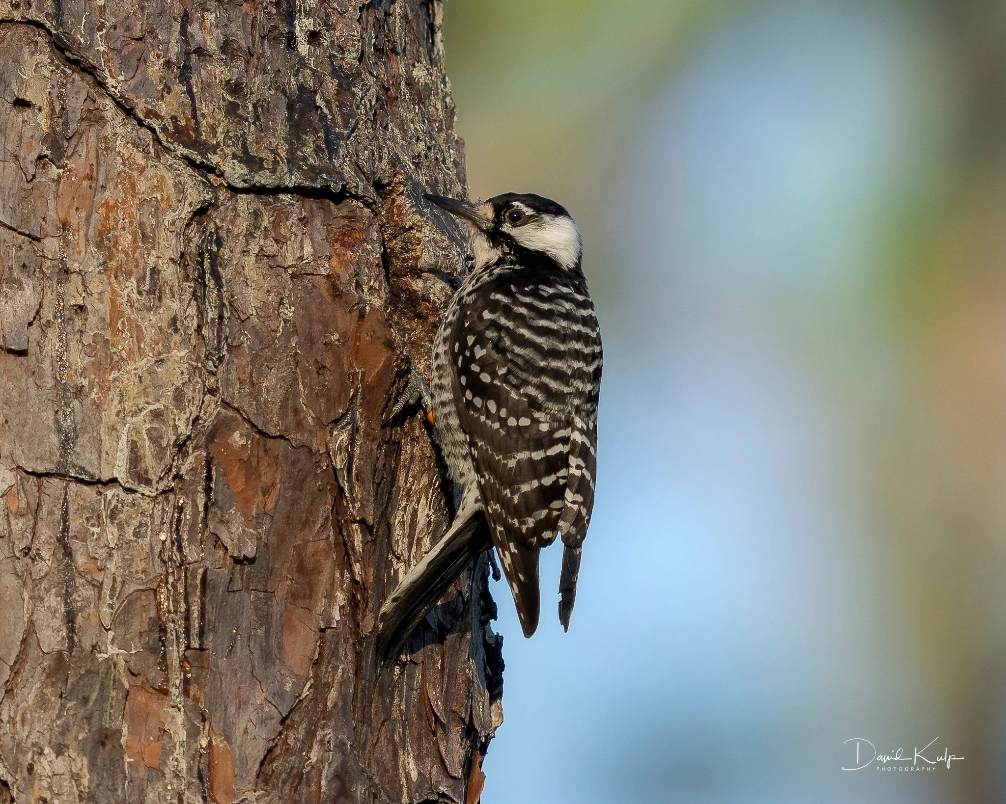 Field Trip: Withlacoochee State Forest (Red-cockaded Woodpecker & other forest breeding birds, Croom Tract)