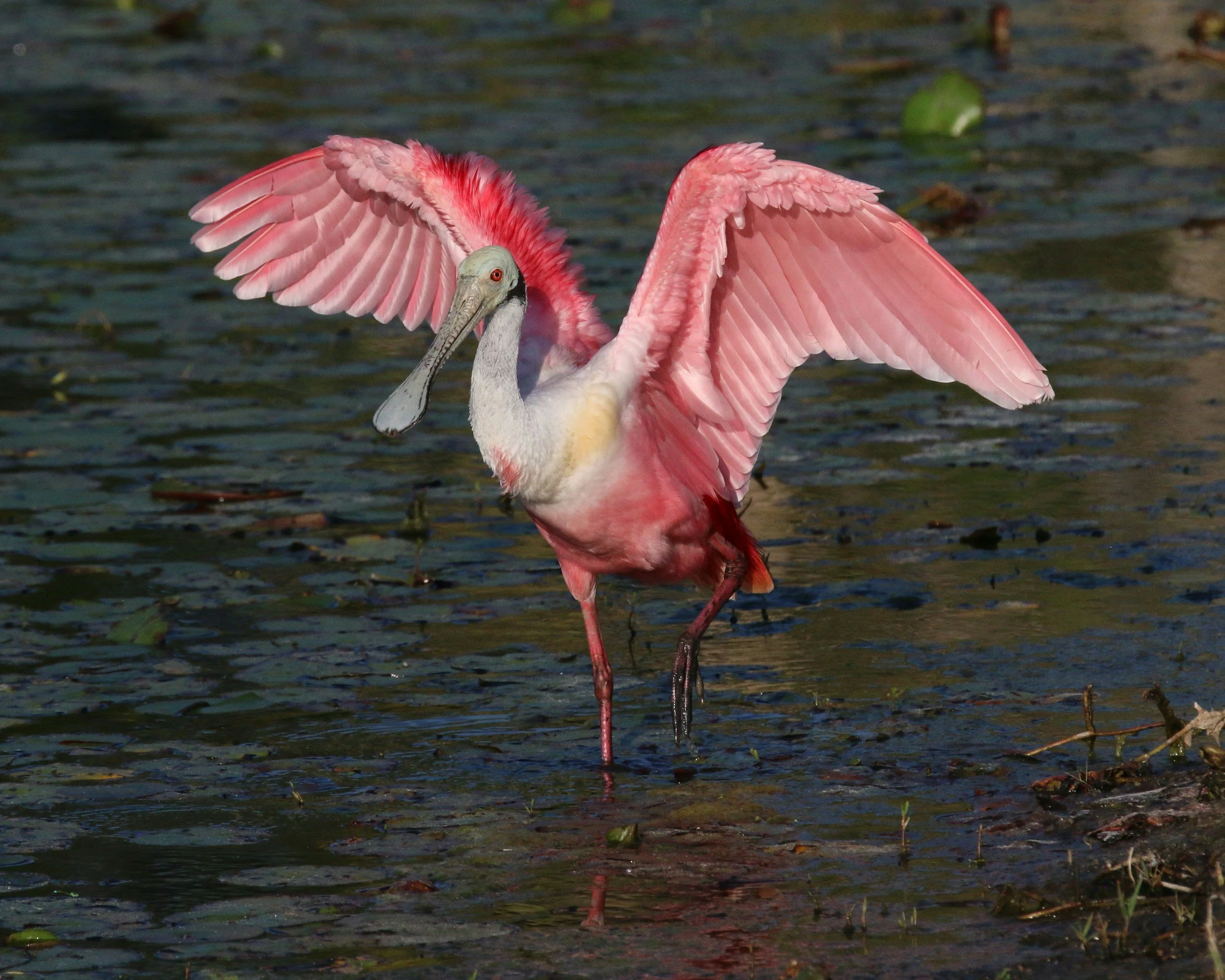 Field Trip: Eckerd College (Members Only Event!)