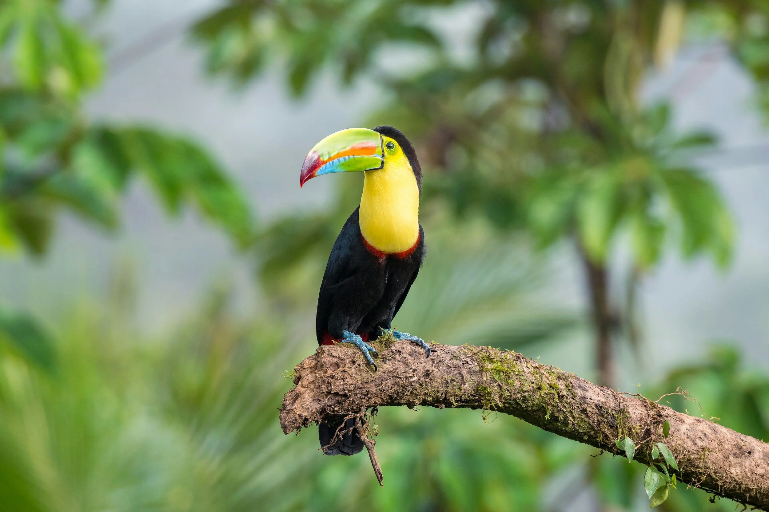 Program: St. Pete Audubon's Costa Rica Trip & an exciting future trip.