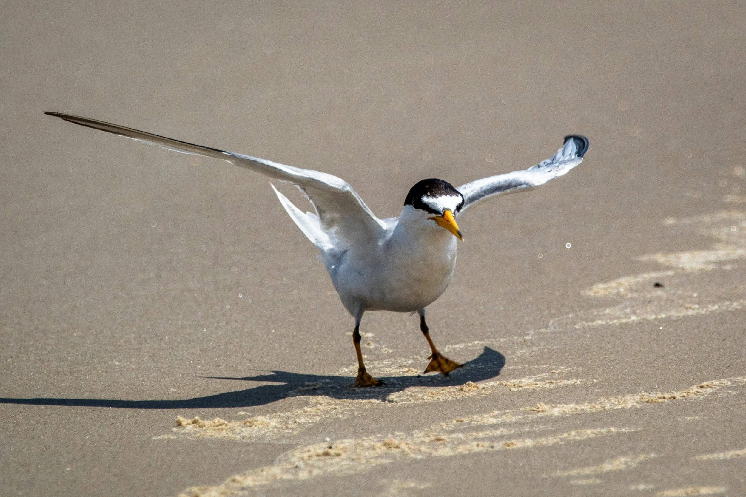 Field Trip: Ft. De Soto Park