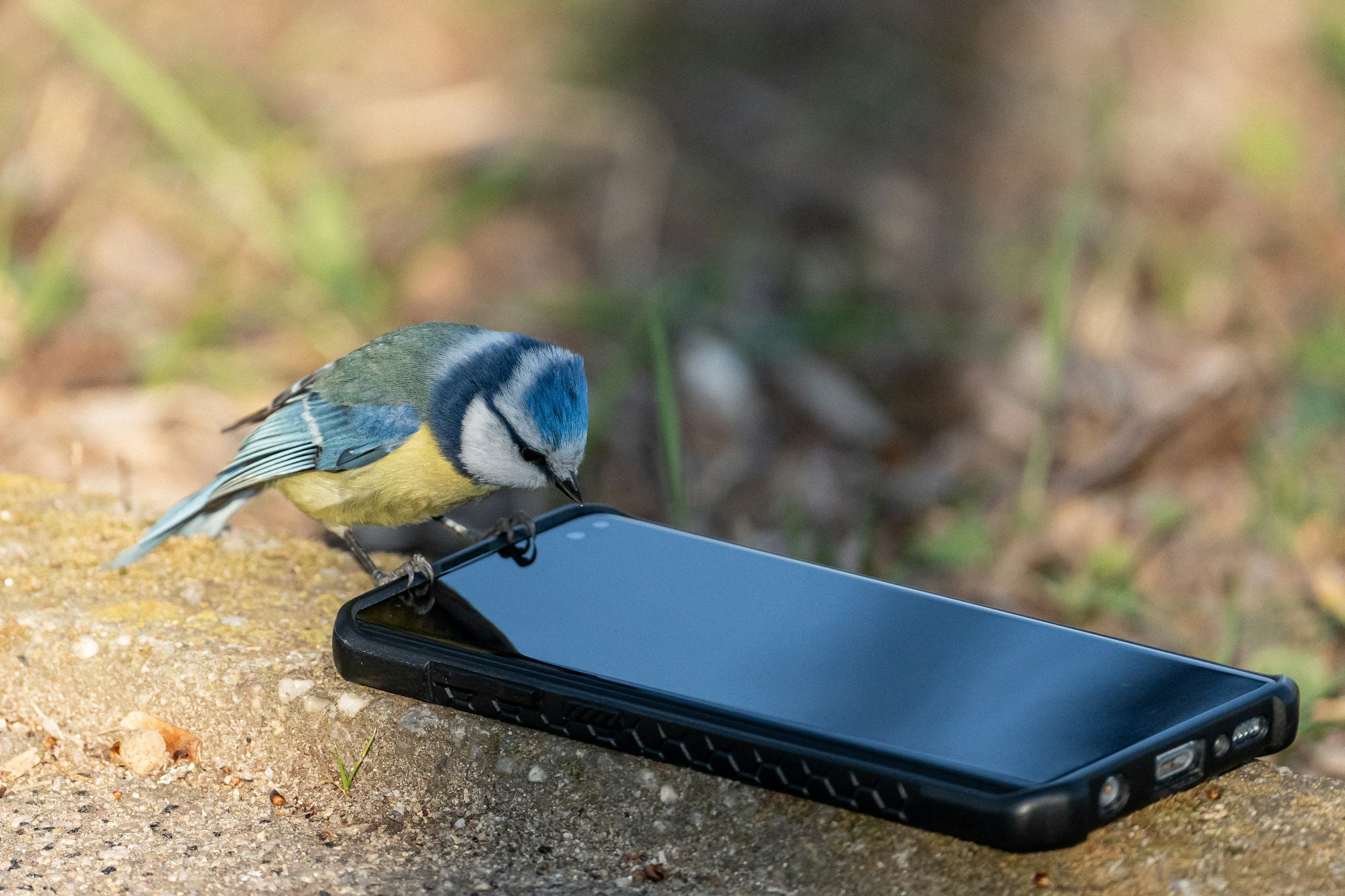 Program: Bird Photography