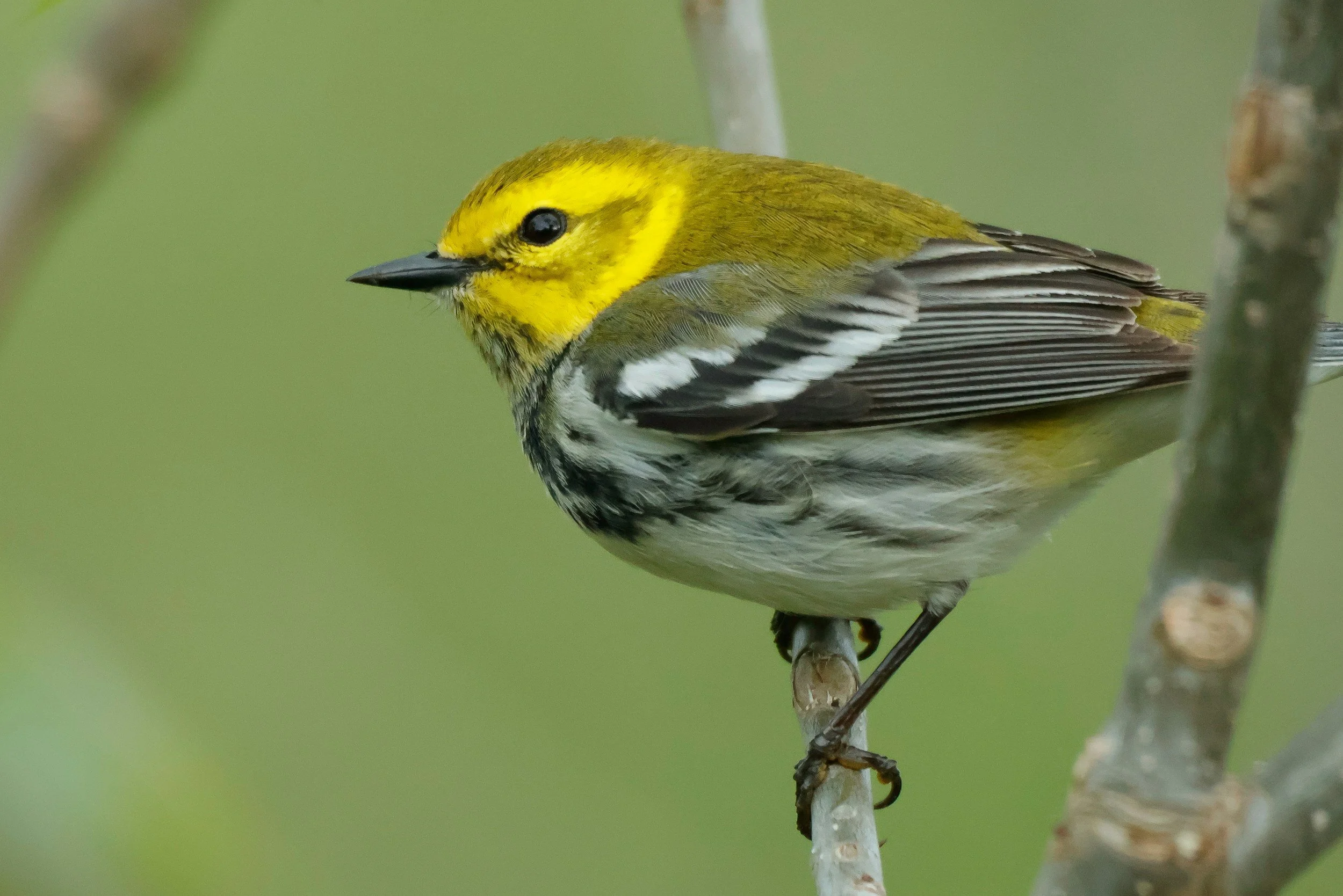Field Trip: Largo Central Park Nature Preserve