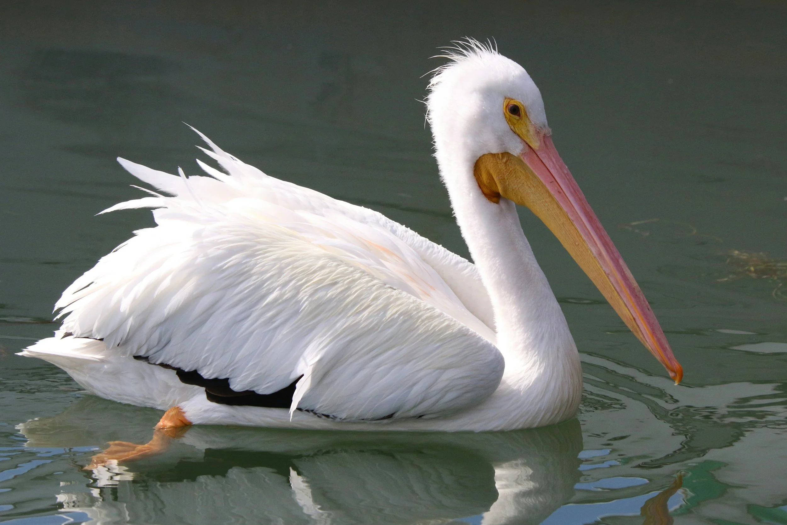 Field Trip: Valentine Days Special - White Pelicans at Ft De Soto (time TBD due to tides, 9am is an est.)