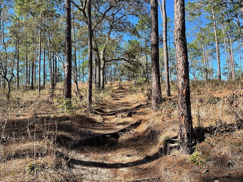 Field Trip: Withlacoochee State Forest (Croom Tract), Red Cockaded Woodpeckers
