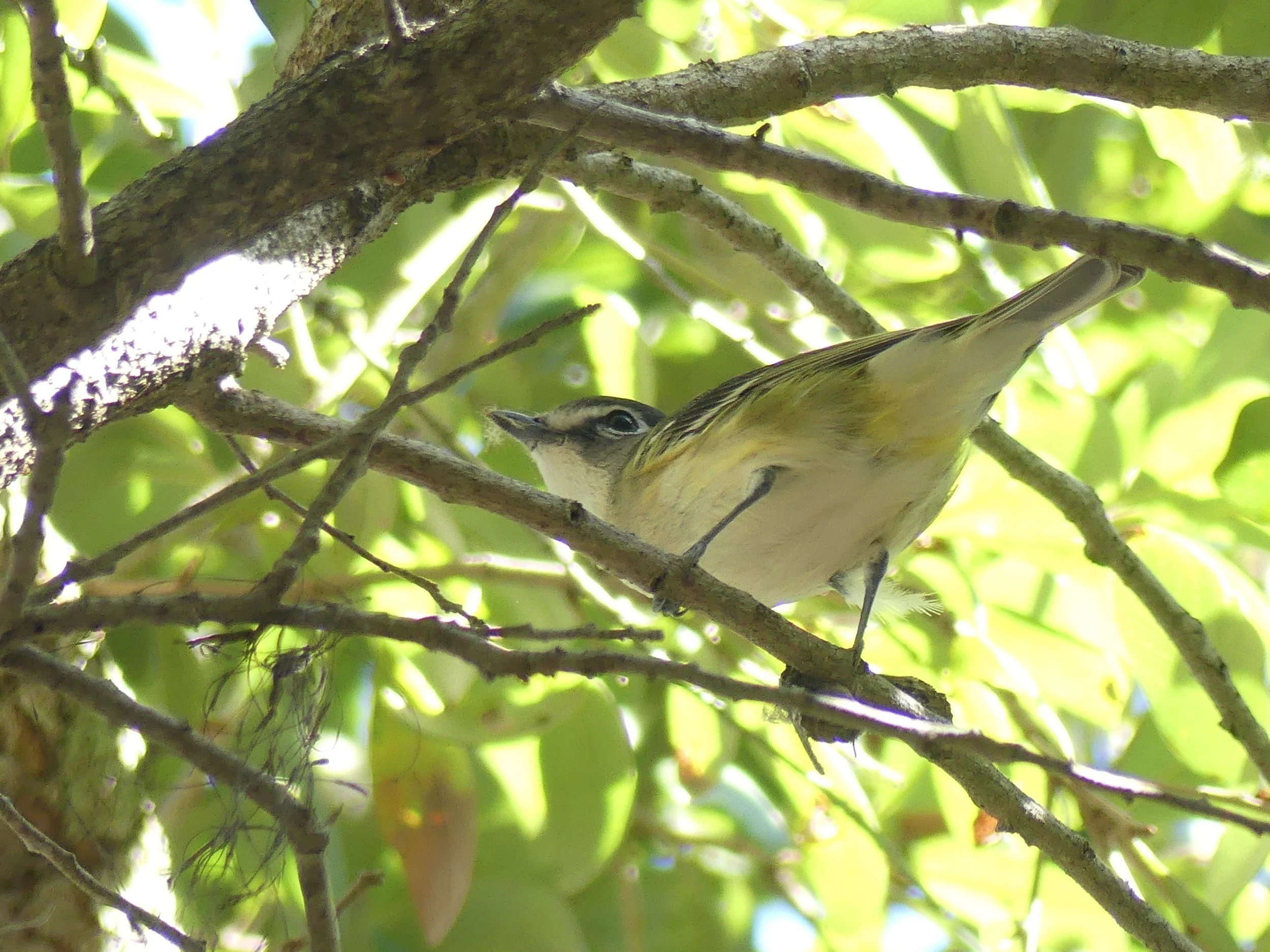 Field Trip: Boyd Hill 1st Saturday
