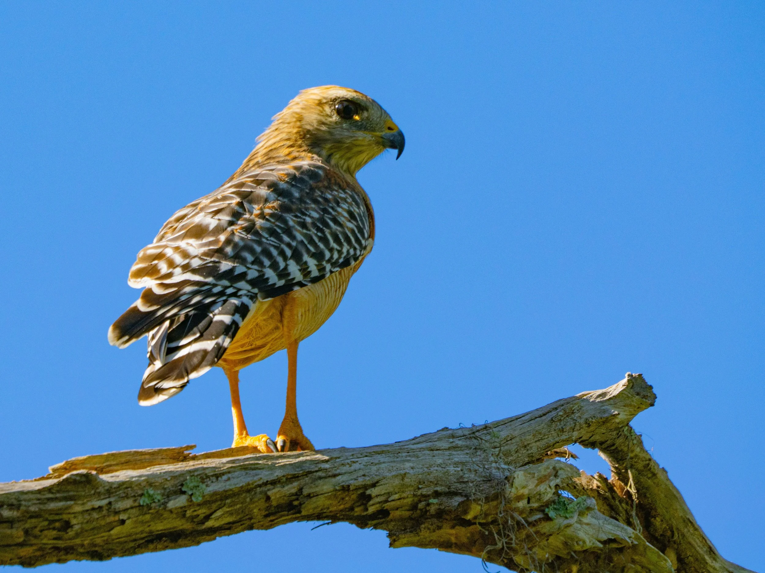 Field Trip: Boyd Hill 1st Saturday