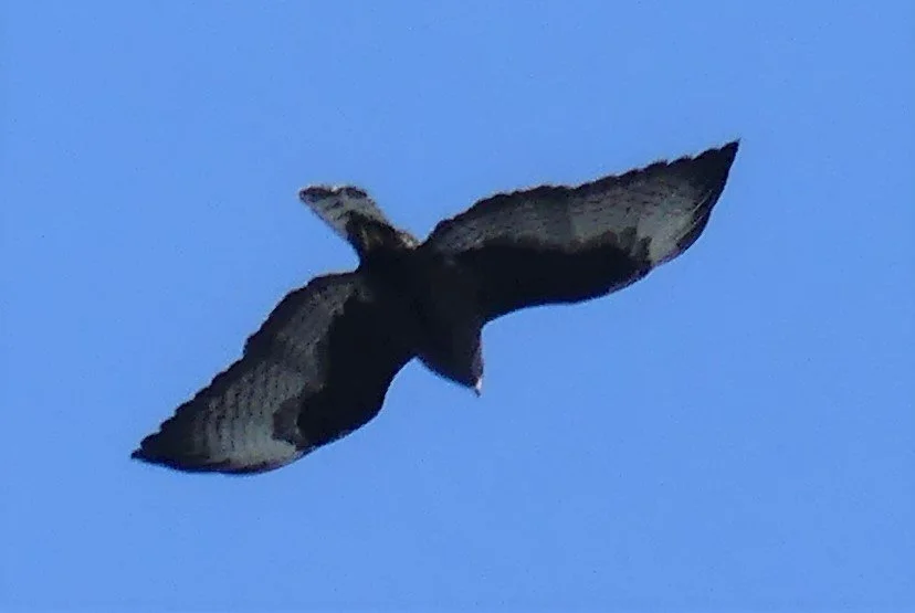 Field Trip: Eckerd College (Local Members Only)