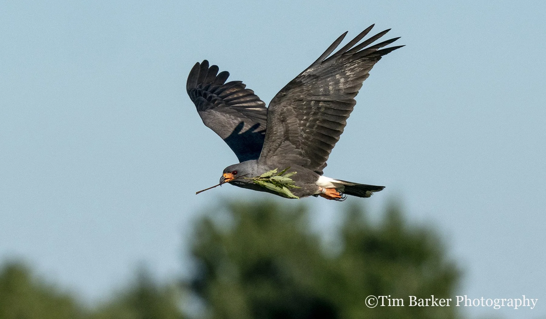 Program: The Bird That Saved Itself: The Everglade Snail Kite Story (talk followed by book signing)