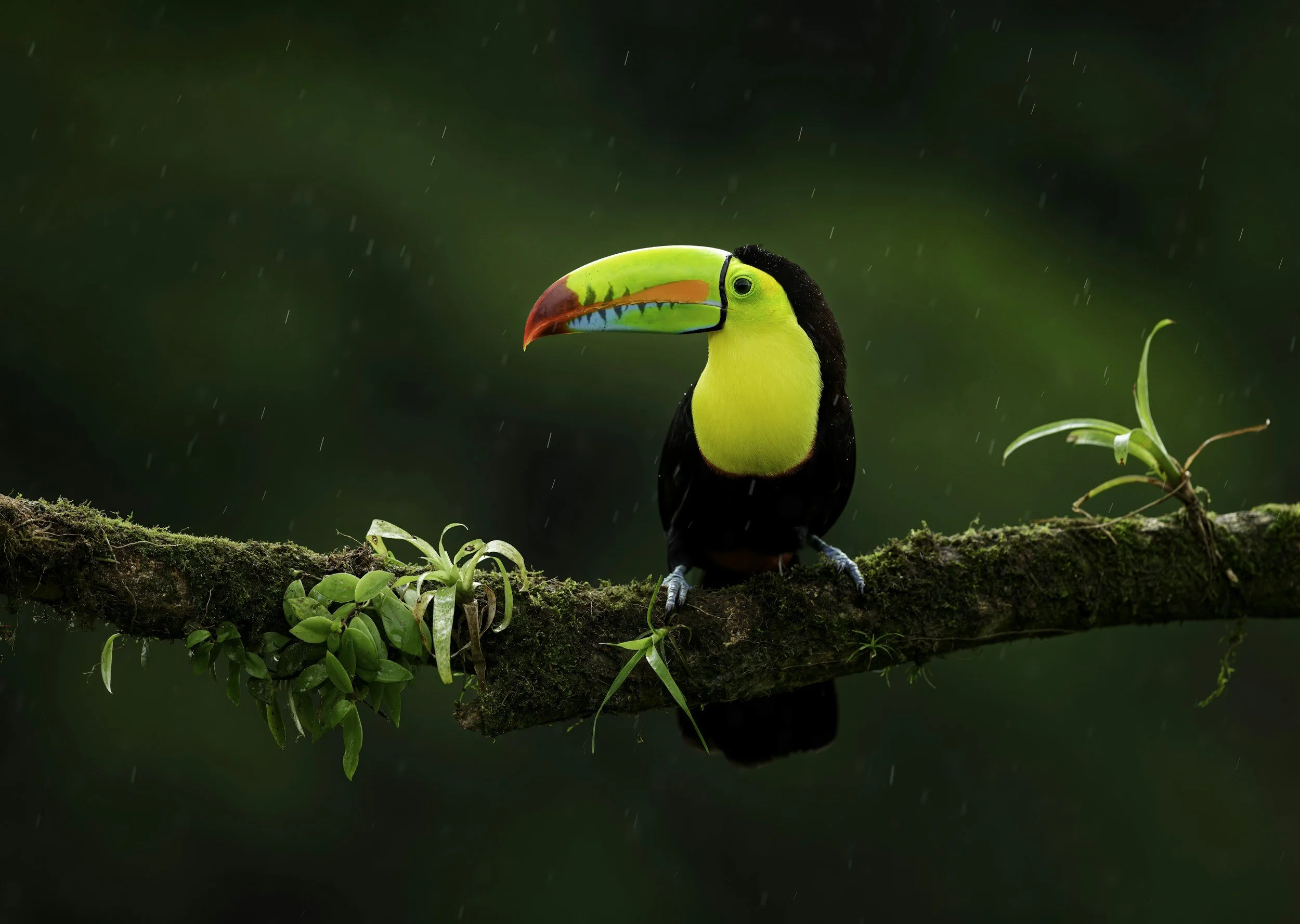Program: St. Pete Audubon's Costa Rica Trip &amp; an exciting future trip.