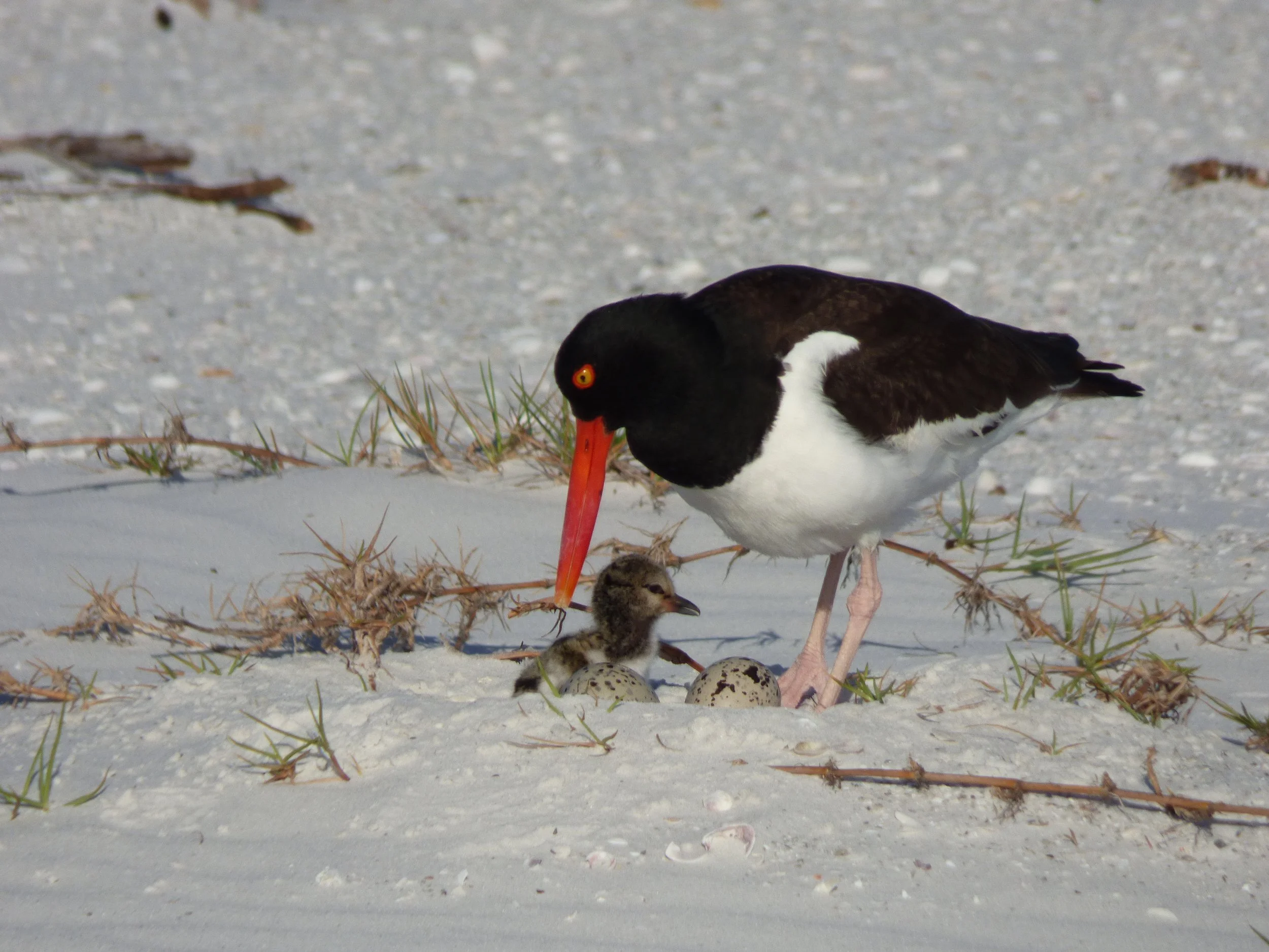 Program: Bird Stewarding with St. Pete Audubon