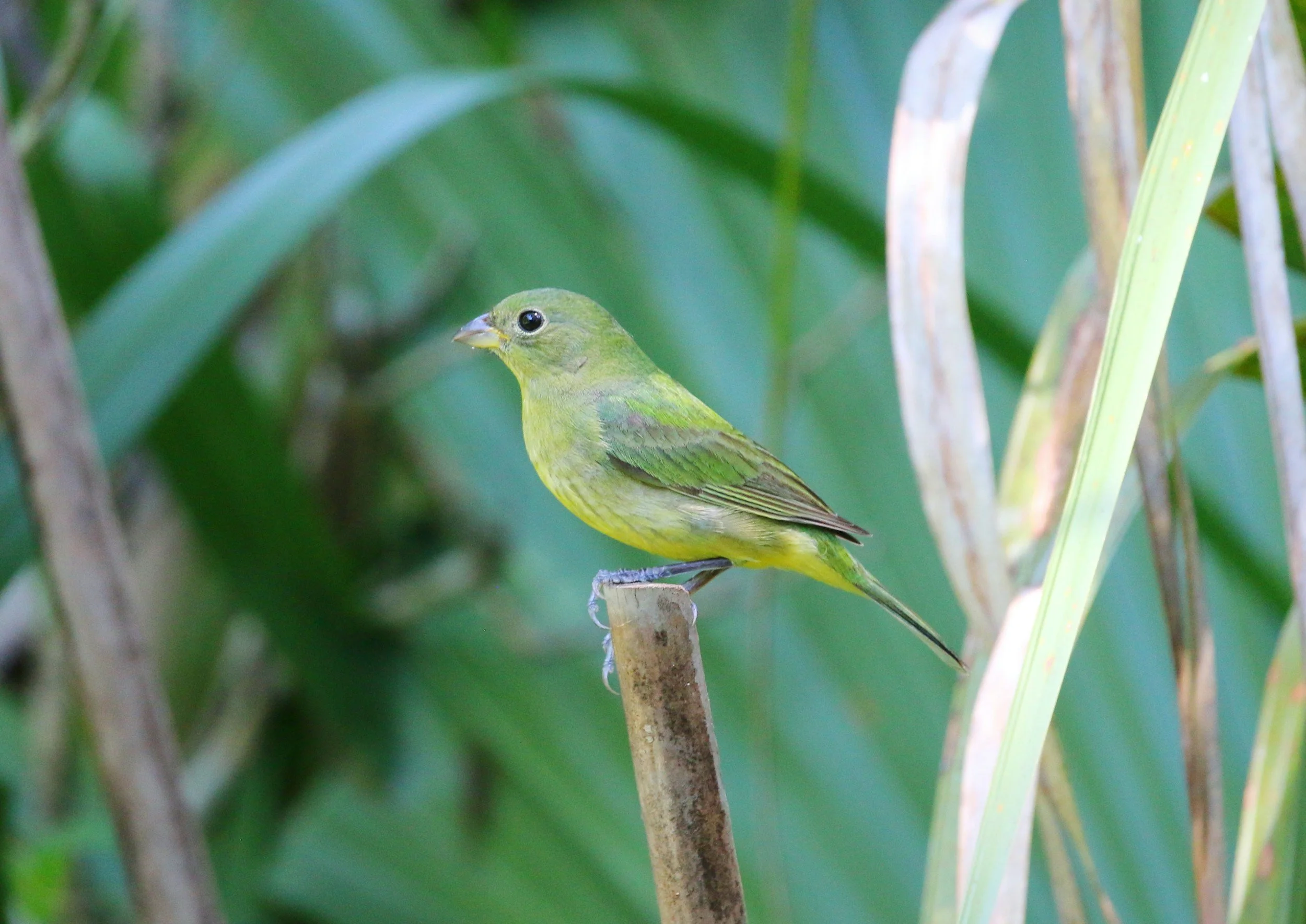 Field Trip: Roosevelt Wetlands
