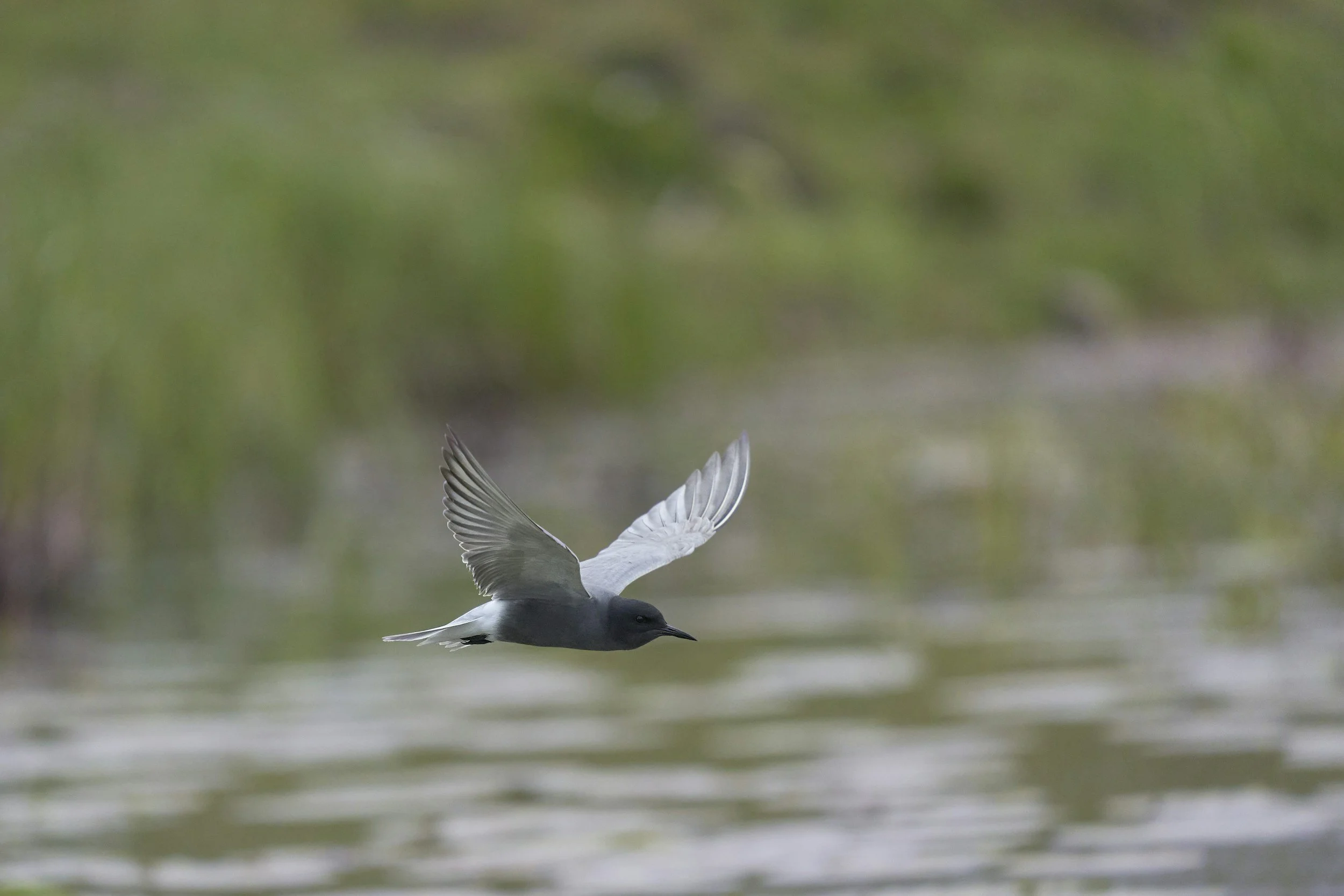 Field Trip: Gandy (Black Terns &amp; Other Shorebirds)