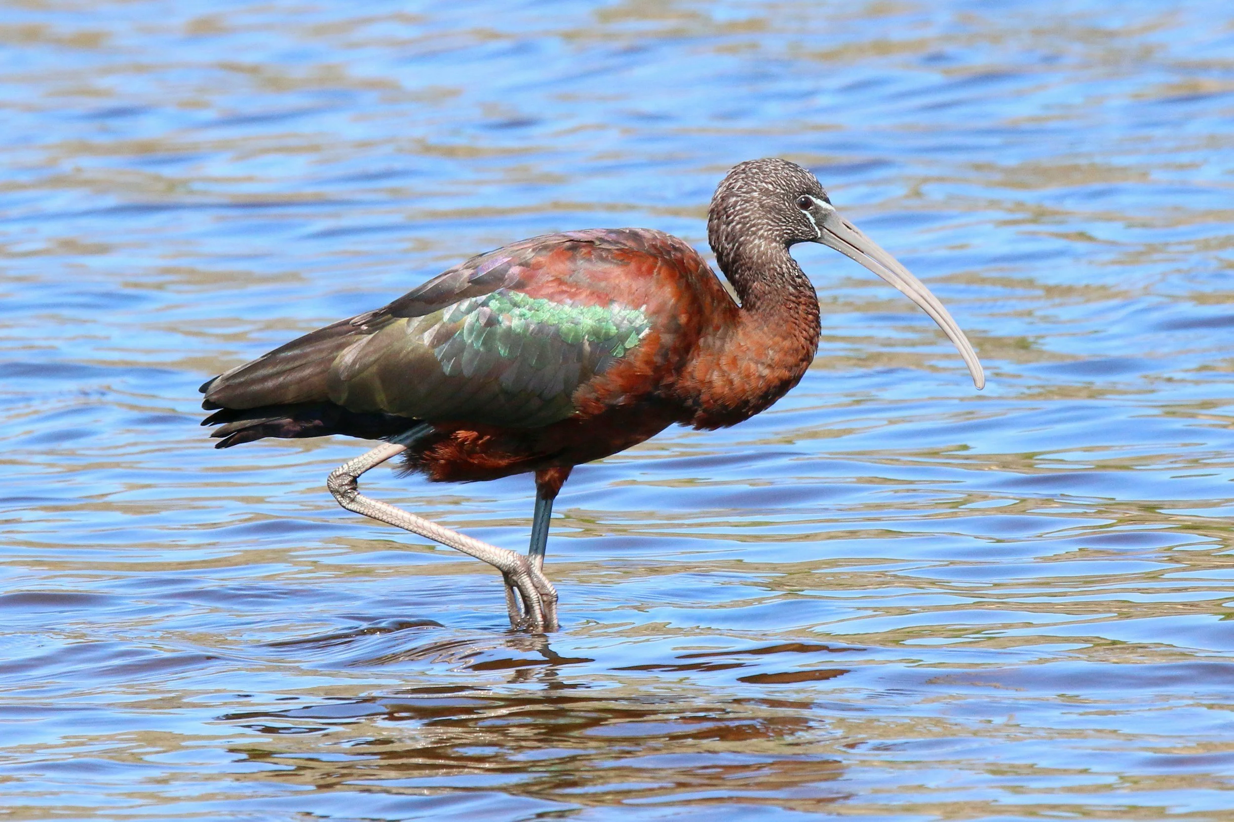 Field Trip: Emerson Point Preserve