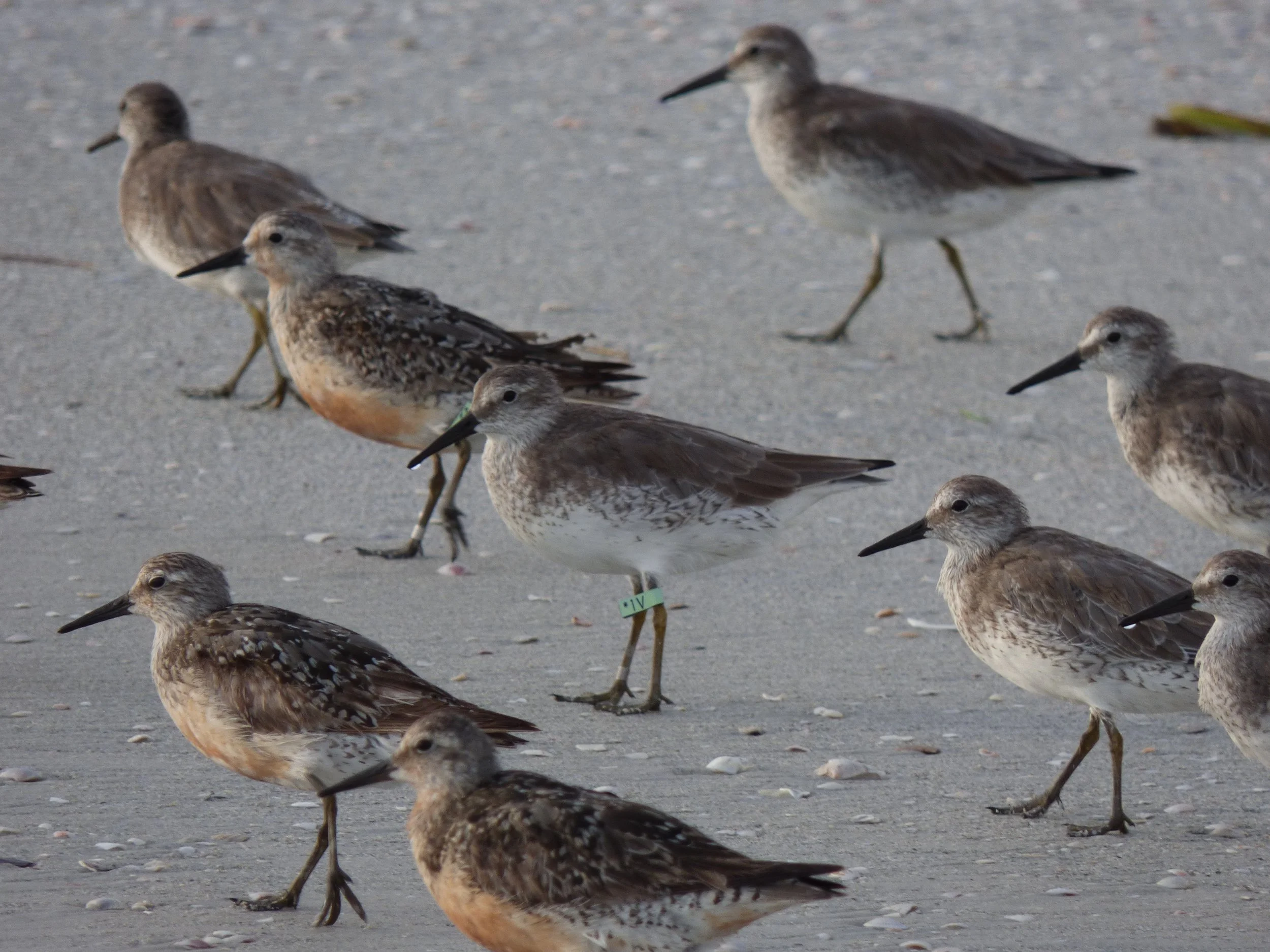 Field Trip: Ft. De Soto Monthly Shorebird Walk