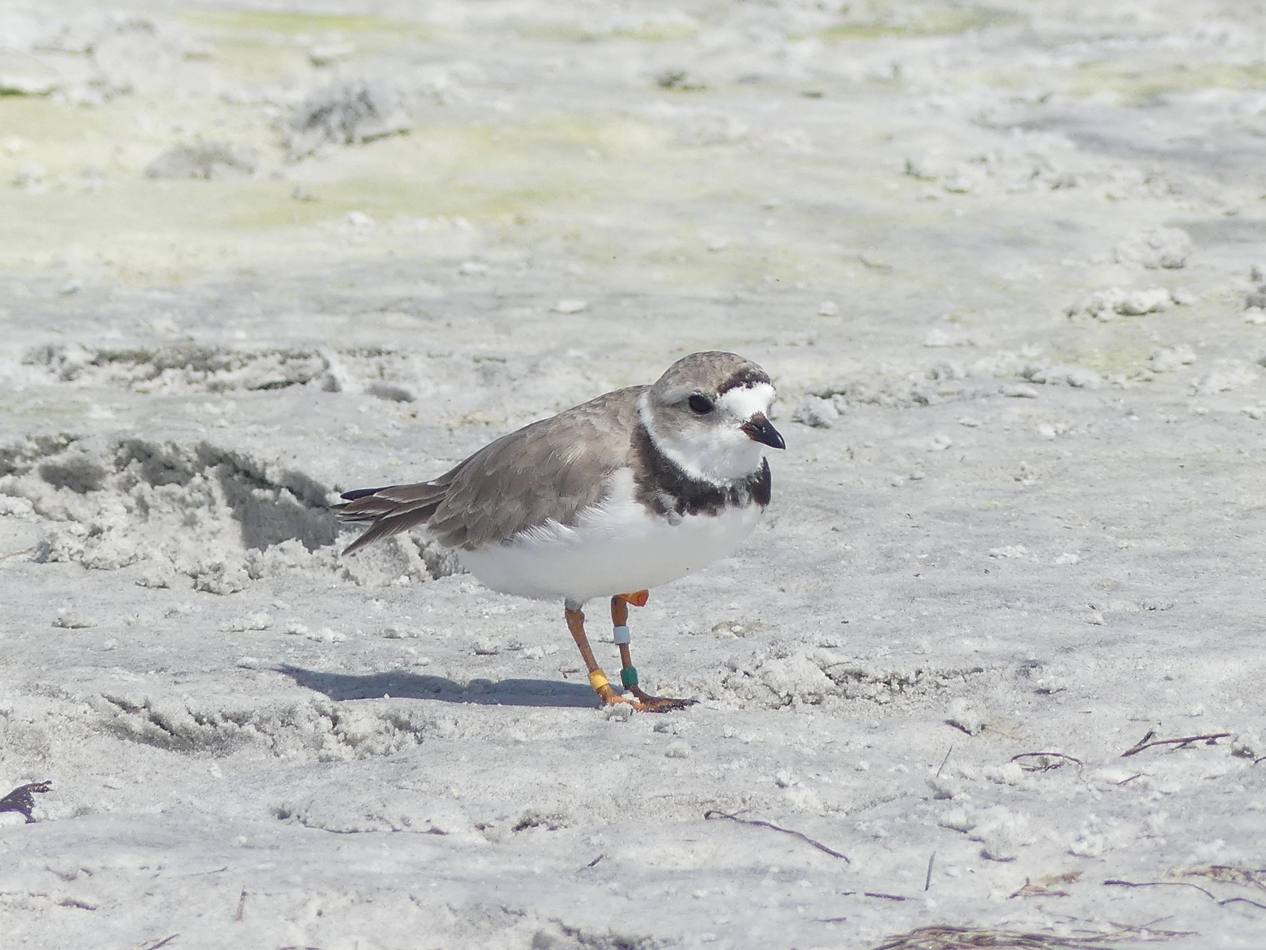 Field Trip: Ft. De Soto Monthly Shorebird Walk