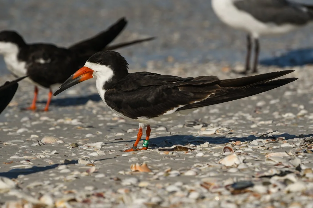 Field Trip: Ft. De Soto Monthly Shorebird Walk