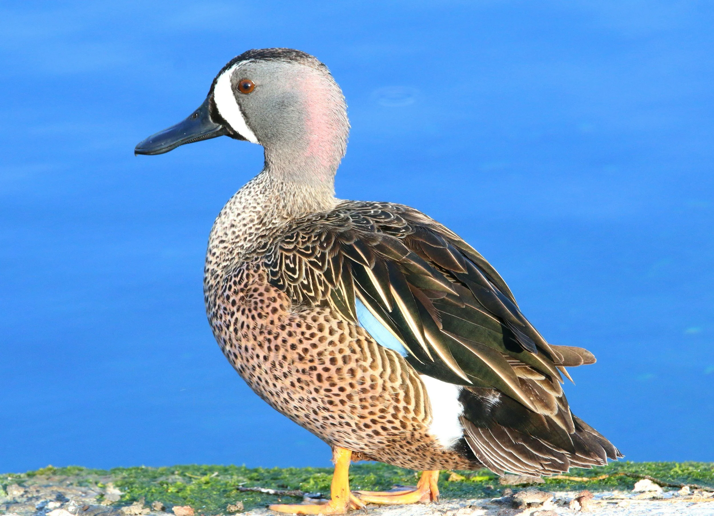 Field Trip: Come bird MacDill AFB!