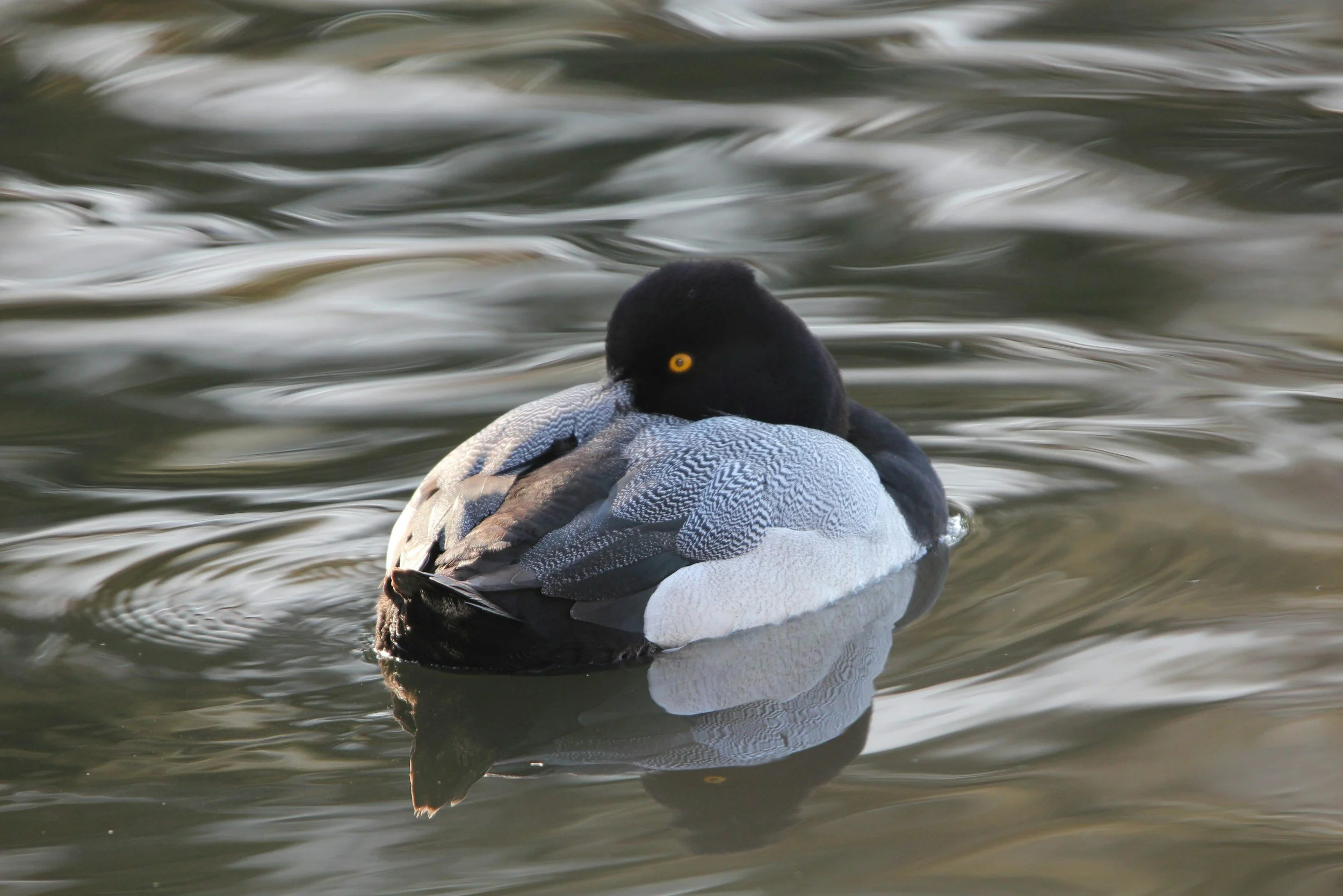 Field Trip: Crescent Lake (aimed at beginning/intermediate birders, but all are welcome)