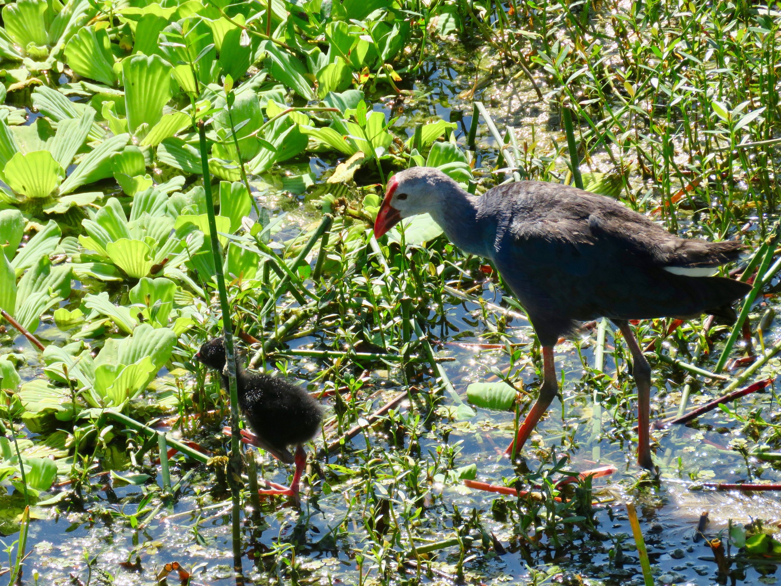 Field Trips Events St Petersburg Audubon Society field-trips-events-st-petersburg-audubon-society