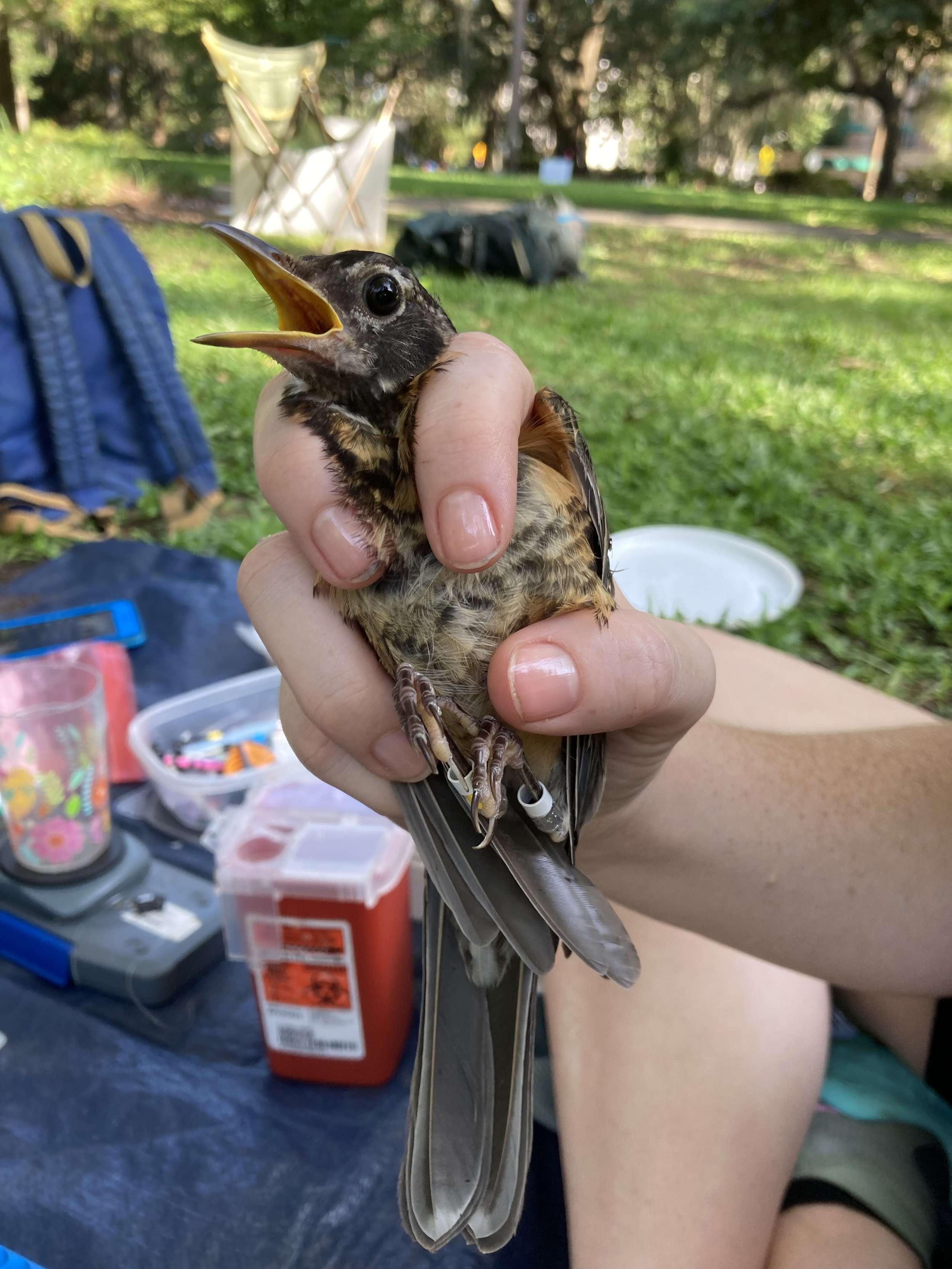 American Robin  Audubon Field Guide