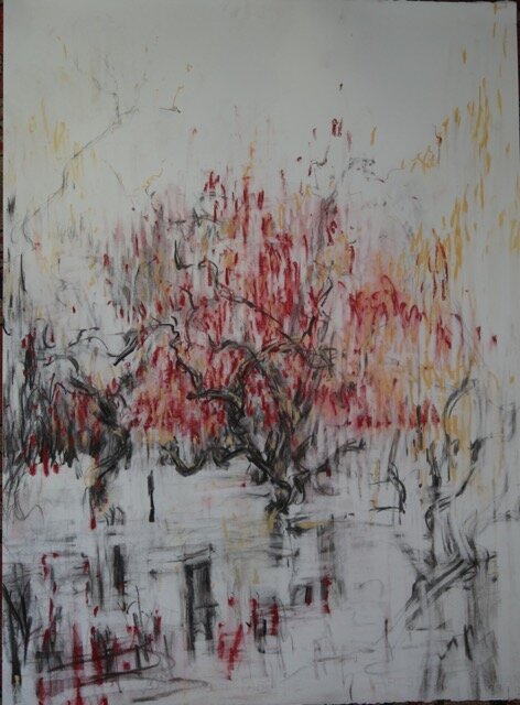 Kate Giles cotoneaster 1.jpeg
