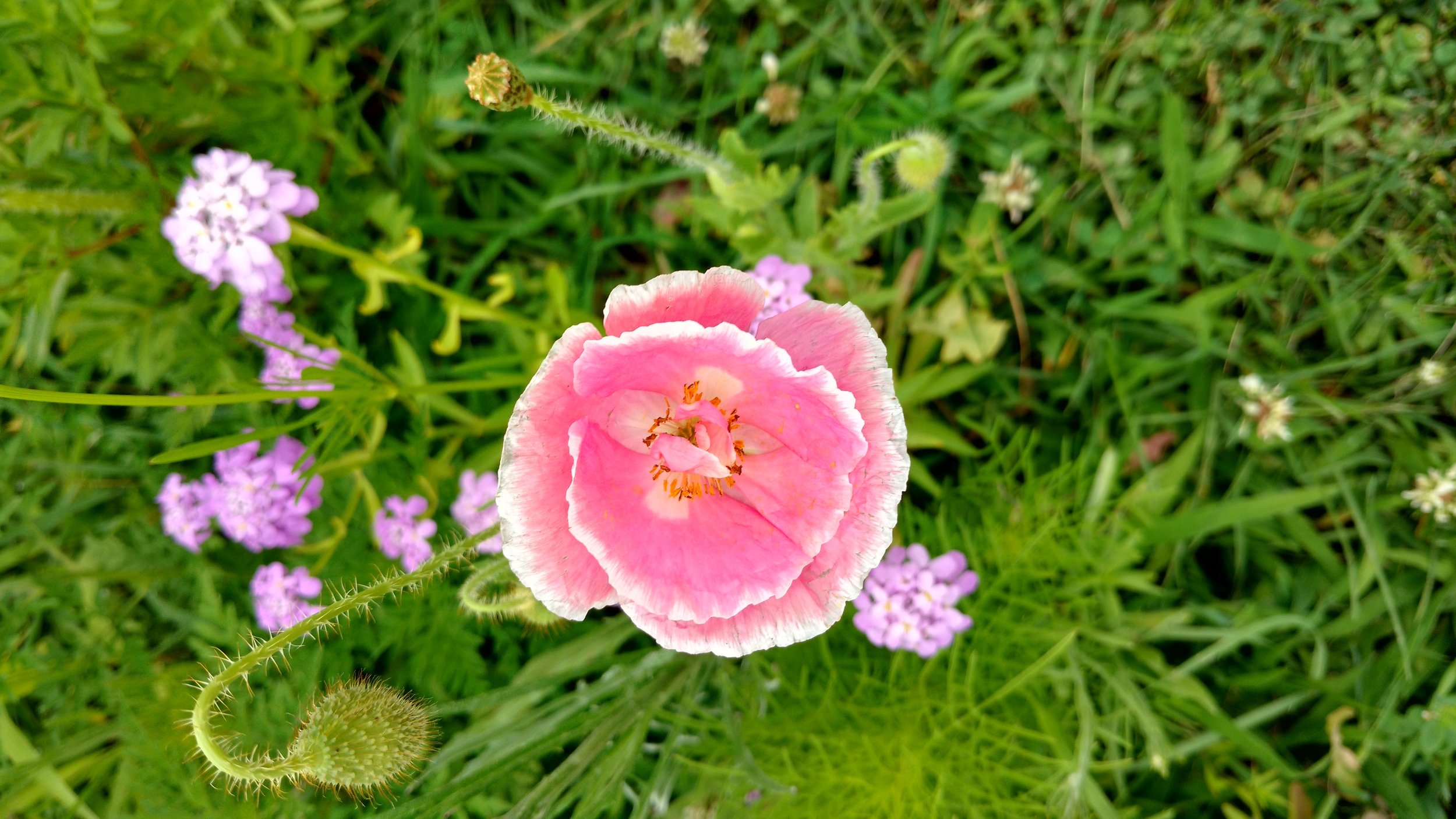 IMG_20170710_150555862_HDR.jpg