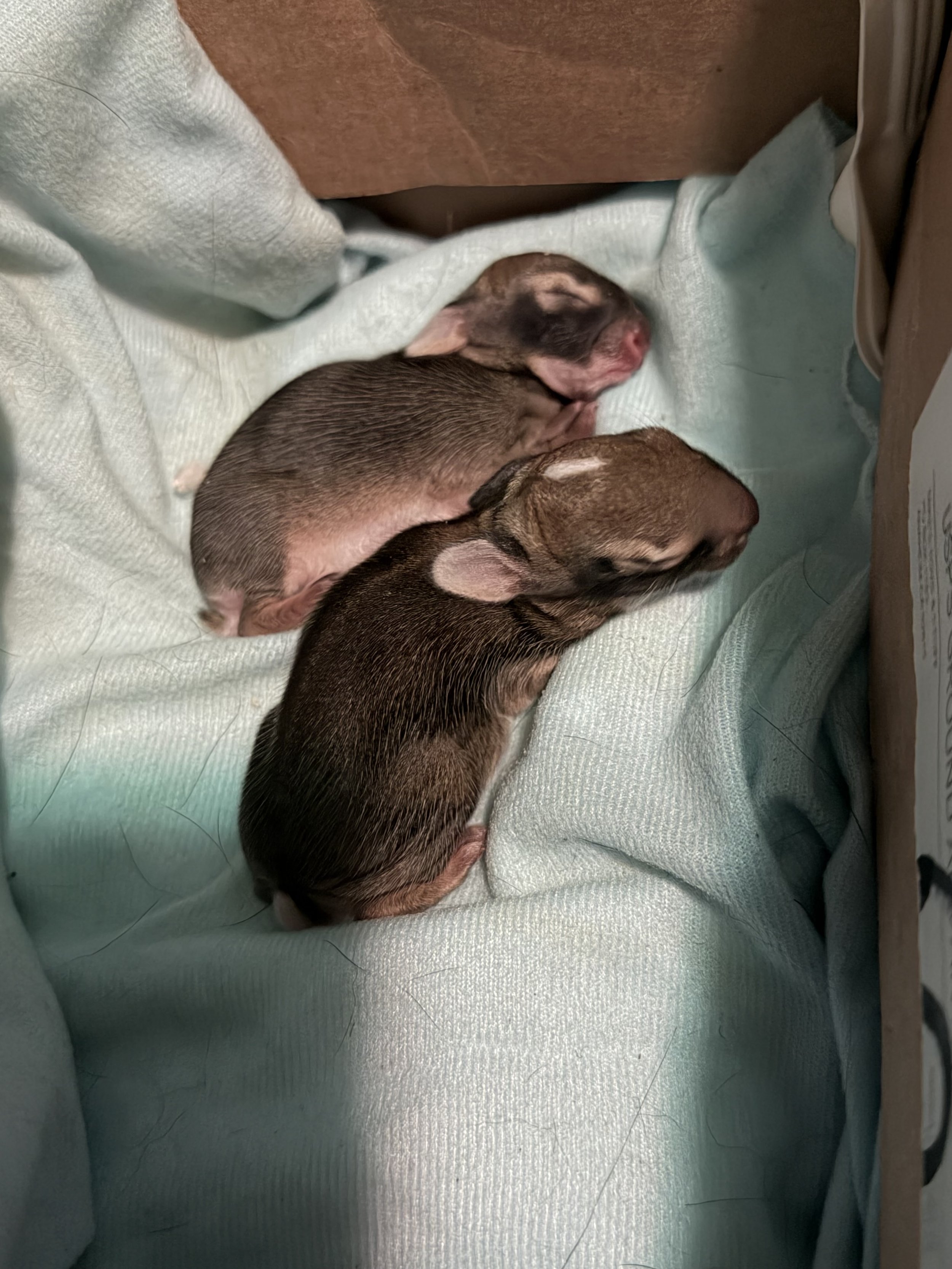 FILE 004 Regarding the Temporary Protective Custody of TwoUnidentified Rabbit Children