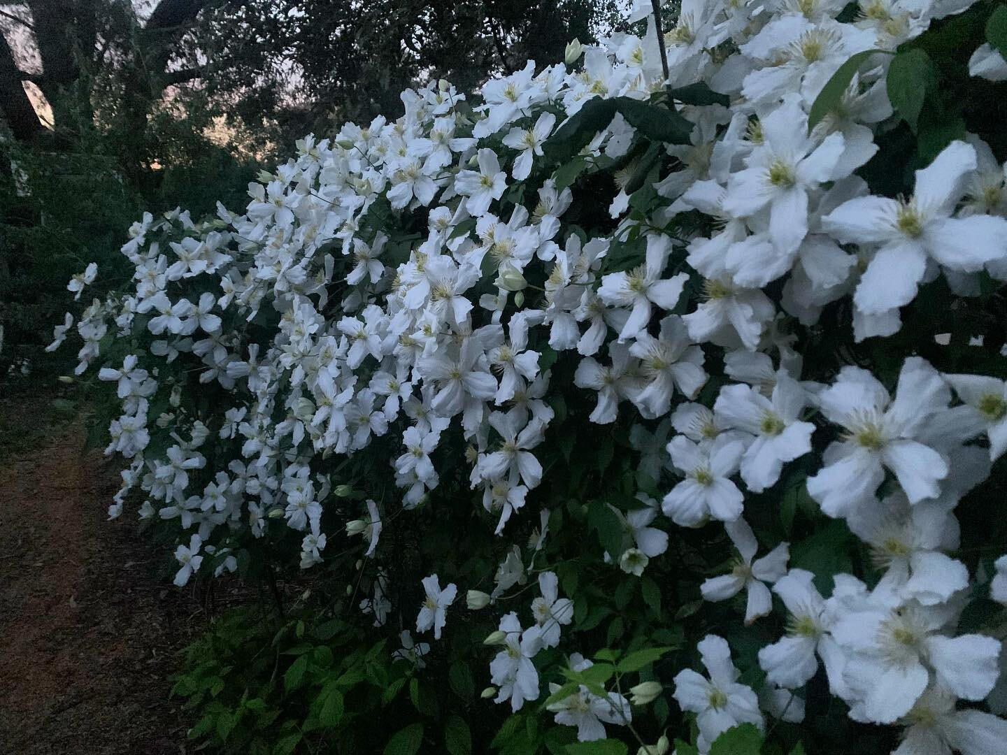 Clematis glowing in the gloaming of sunset and moonrise at #writersretreatgarden