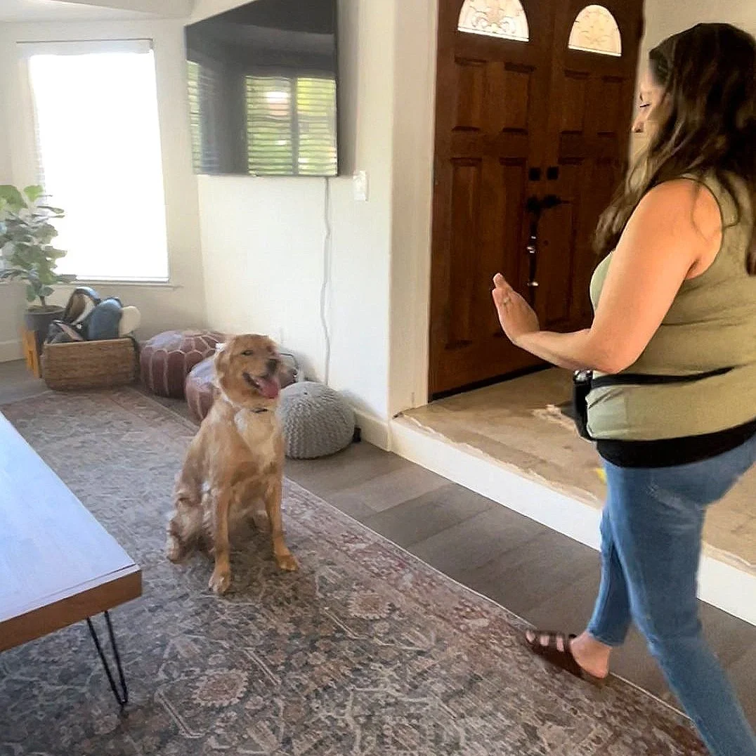 Woman client has her Golden Retriever in a sit position while she holds her left hand up in a stop position, as she moves backward.
