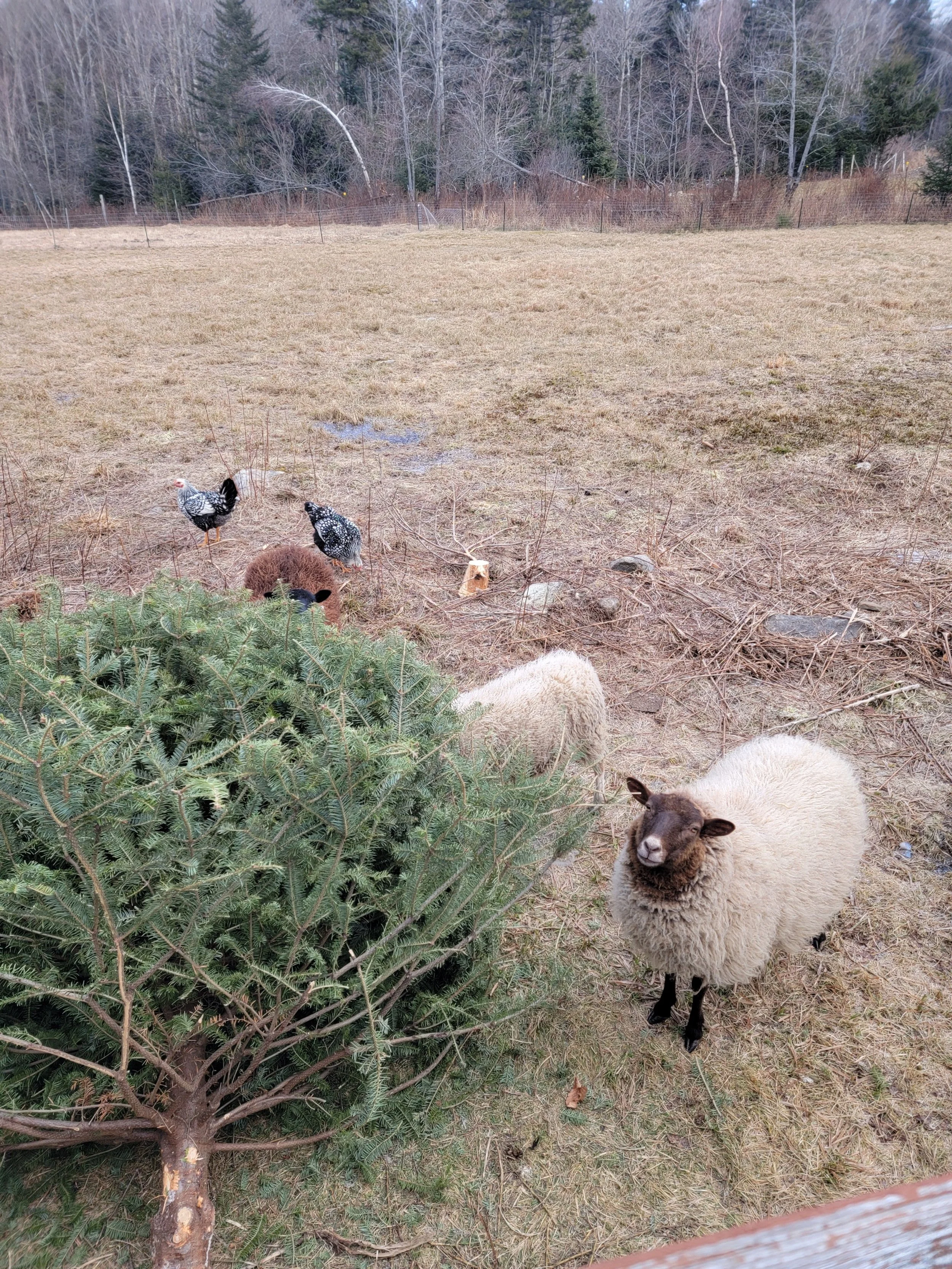 N-Ewe Year Already Here