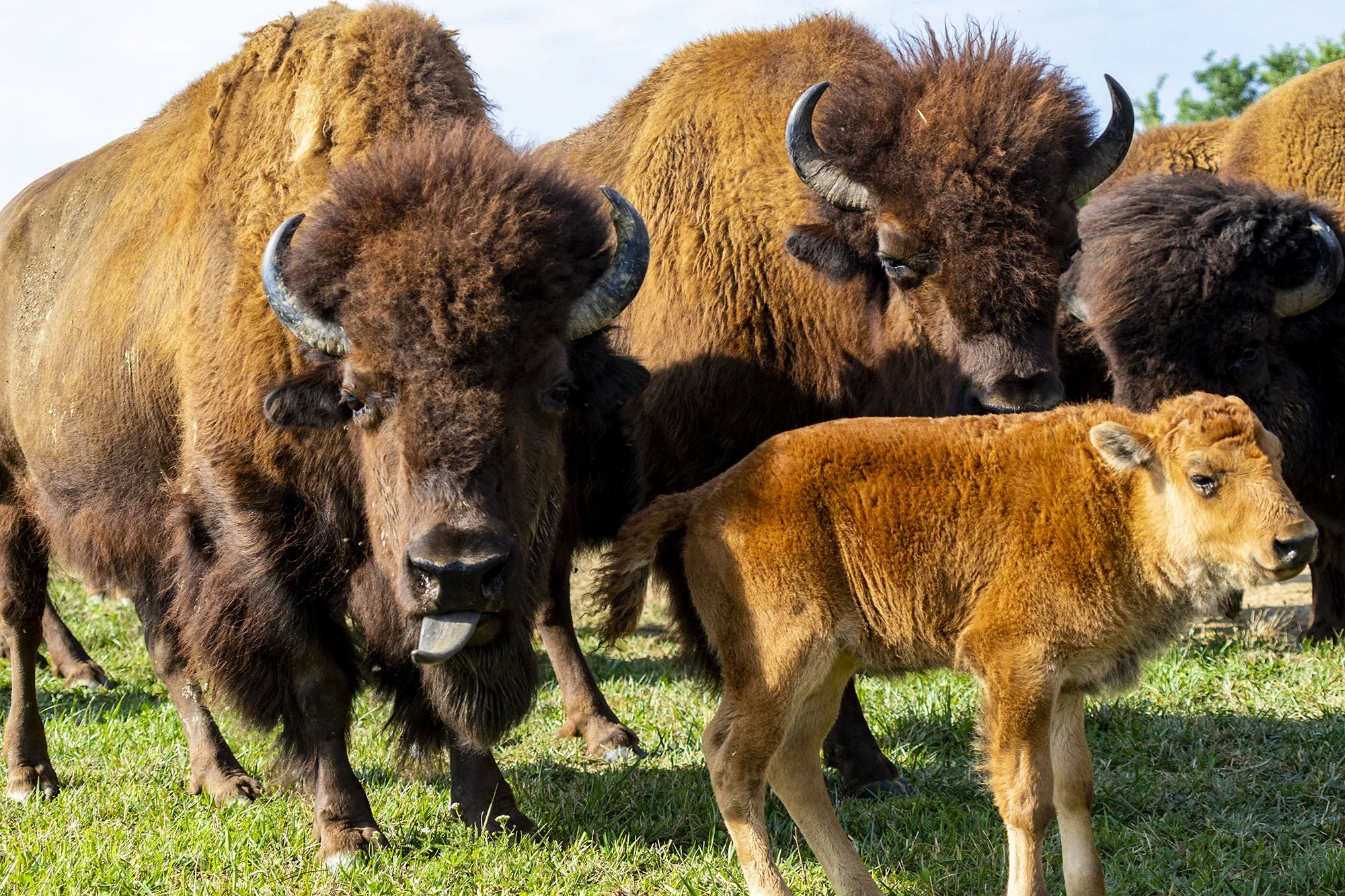 Blog — Oklahoma Bison Association