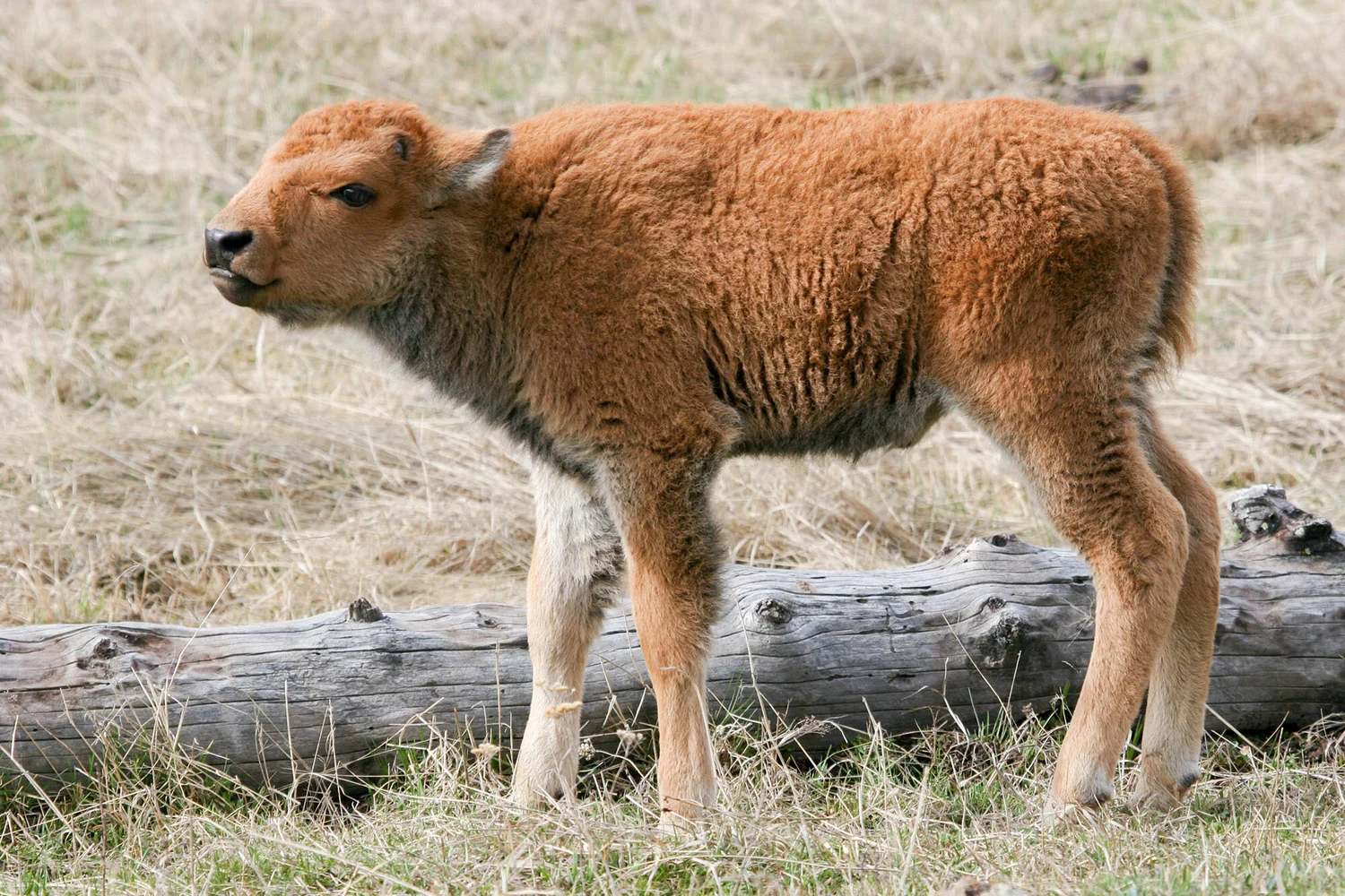 About — Oklahoma Bison Association