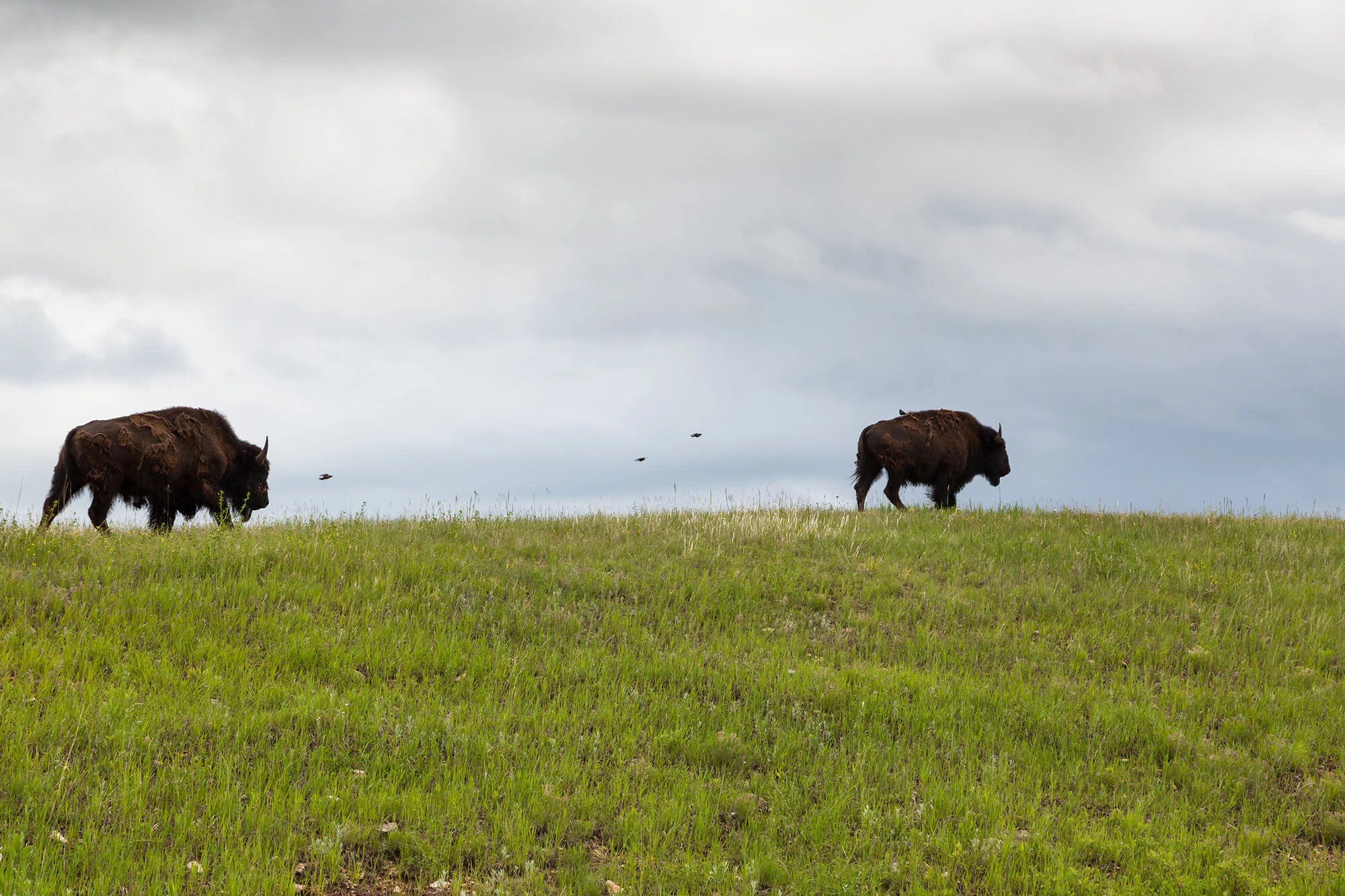 Contact 2 — Oklahoma Bison Association
