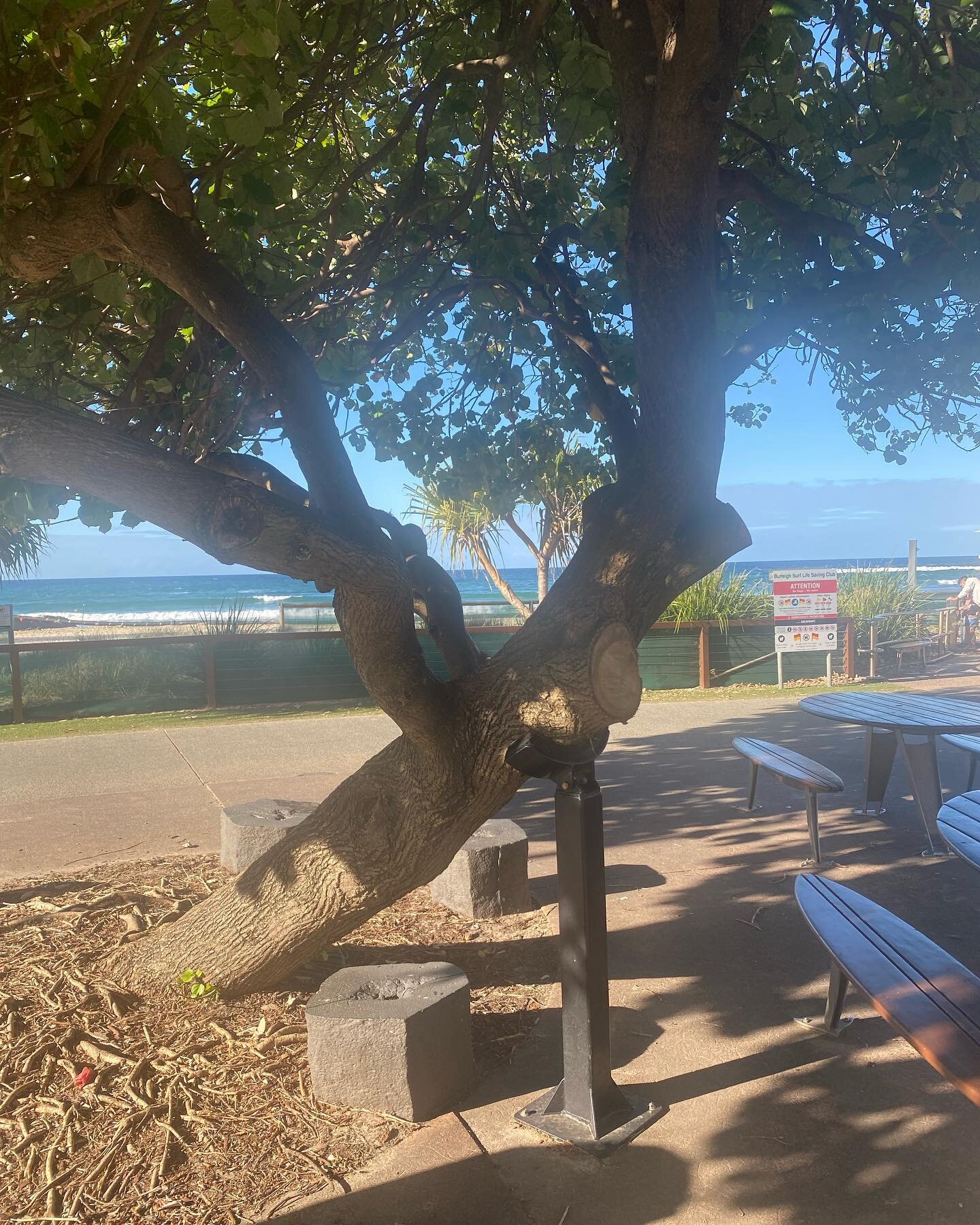 I saw this beautiful tree at Burleigh today..

Advice from a tree: Stand tall and proud, Go out on a limb, Remember your roots, Drink plenty of water, Be content with your natural beauty, Enjoy the view, and if your offered support take it 💚💚💚

#t