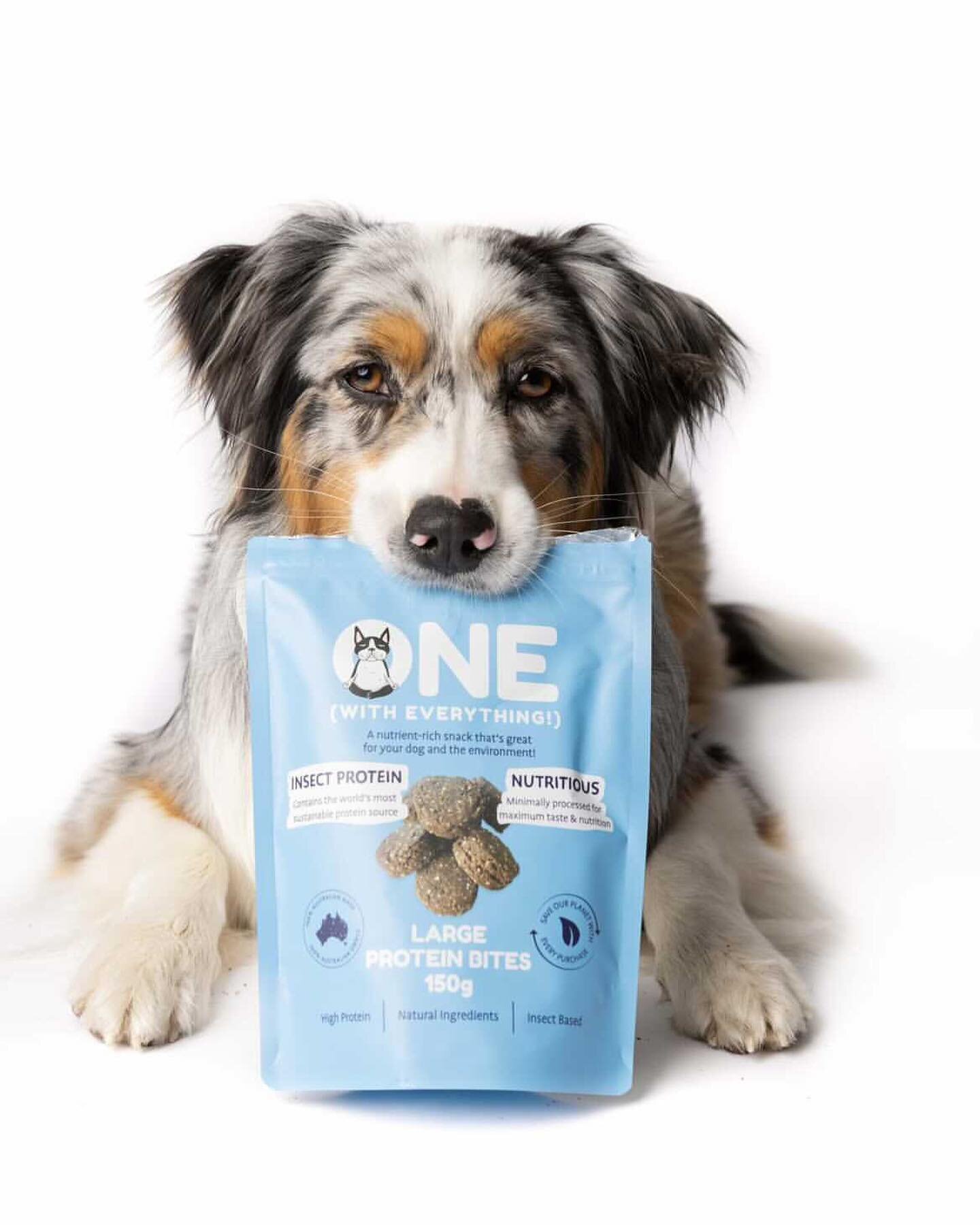 Happy Friyay from Yuki and us at the Team at ONE! 

@aussieyuki 

#onepets #carbonneutral #sustainable #ecodog #aussieshepherd #insectprotein #bsfl #circulareconomy