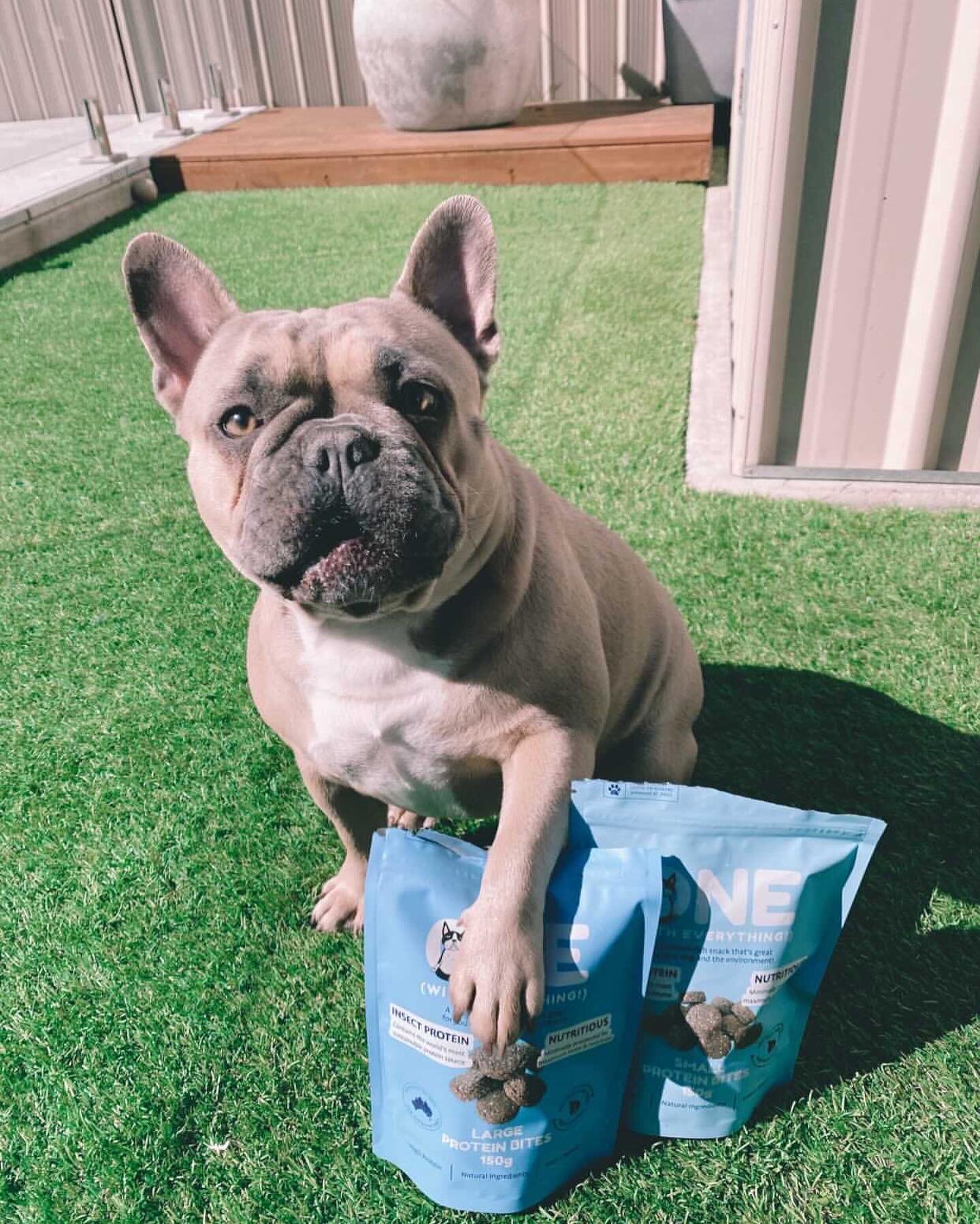 Sometimes treats are too good to share&hellip; #priorities 

@thor.ivy.harlow_de_frenchies 

#onepets #insectprotein #australianmade #ecodog #sustainability #circulareconomy #frenchiesofinstagram #frenchbulldog